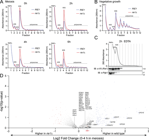 RIE1 affects global translation and transcript levels of the UME6 regulon. (A–C) Strains harboring rie1∆ (B1574, red) or wild type RIE1 (B47, blue) were (A) induced to sporulate at 30°C or (B) grown to mid-log phase in rich medium (YPD) and samples were collected at the indicated times. Lysates were fractionated on 10–50% sucrose density gradients with continuous monitoring at 260 nm. Positions of the RNP, 40S, 60S, 80S, and polysomal ribosome peaks are indicated. (C) Lysates were treated with 25 mM EDTA to disrupt ribosomes prior to fractionation. Biological replicates = 2. IB, immunoblot. (D) Strains harboring rie1∆ (B1574, red) or wild type RIE1 (B47) were induced to sporulate at 30°C and total RNA samples were collected at 0 and 4 h for RNA-seq analysis. Shown is a volcano plot of log2 fold change plotted against −log10 P value of RNA-seq reads for wild type and rie1∆. Values represent a ratio of expression between the wild type and rie1∆ cells between the 0 and 4 h time points. The further right the value, the more enriched the mRNA in the wild type strain. Genes with a log2 fold change less than −0.75 are colored red and genes with a log2 fold change >0.75 are colored blue. Genes within the UME6 regulon (putative IME1 targets; from Williams et al., 2002) are labeled. UME6 regulon genes (mean enrichment 0.561) are significantly enriched in wild type (two-tailed t test of 10,000 data randomizations: P value <0.0001). IME1 mRNA is highlighted in red (fold change = 0.368; P value 0.67). Source data are available for this figure: SourceData FS4.