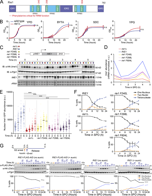 Rie1 is important for Ime1 expression in early meiosis. (A) Diagram of Rie1. RRM domains are shown in blue, RNP motifs in green, and IDRs in purple. Phenylalanine residues critical for RRM function that we subsequently mutated are indicated in red. (B) Vegetative growth in various media conditions was determined in diploid wild type (B47, blue) and rie1∆ (B1574, red) strains. Strains were inoculated in YPD and grown overnight and then diluted to 0.2 OD600 the next day in YPD (glucose), BYTA (acetate) SDC (complete synthetic medium with glucose), or YPG (glycerol). Shown are mean values from three biological replicates. Statistical significance was determined by Mann–Whitney test (n.s. = not significant). (C and D) Strains harboring IME1-3HA and rie1∆ (B1653, red), wild type RIE1 (B1662, blue), rie1-F240L (B2403, yellow), rie1-F298L (B2836, pink), and rie1-F604L (B2298, purple) were induced to sporulate at 30°C. (C) Protein levels of Ime1 and Pgk1 (loading) were determined by immunoblot (IB) and mRNA levels of IME1 and rRNA (loading) were determined by Northern blot. (D) Quantification of C showing Ime1 protein abundance corrected for IME1 mRNA levels. Biological replicates = 7. (E and F) Strains harboring N-terminal sfGFP-tagged (sfGFP-IME1) and rie1∆ (B1653, red), wild type RIE1 (B1662, blue), rie1-F240L (B2403, yellow), rie1-F298L (B2836, pink), and rie1-F604L (B2298, purple) were induced to sporulate at 30°C. (E) Single-cell measurements of nuclear sfGFP-Ime1 were determined using fluorescence microscopy. Shown are individual measurements for 50 cells for each time point in each genetic background. Mean is indicated by a black bar and statistical significance (***P < 0.0001) was determined by two-sided student’s t test with Welch’s correction for SD differences. (F) Progression through the meiotic divisions was determined at the indicated times by DAPI staining. Biological replicates = 3 and error bars indicate SEM. (G) Strains harboring NDT80-IN, CLB3-3HA, pRim4-OsTIR1, and either RIE1-6FLAG-AID (B1503) or wild type RIE1 (B1604) were induced to sporulate at 30°C. Cells were treated with auxin at 5 h (or vehicle control), released from G2-arrest at 6 h, and samples were collected at the indicated times. Protein levels of Rie1, Clb3, and Pgk1 were determined by immunoblot, and meiotic progression was determined by DAPI staining. Biological replicates = 3. Source data are available for this figure: SourceData F2. Refer to the image caption for details.