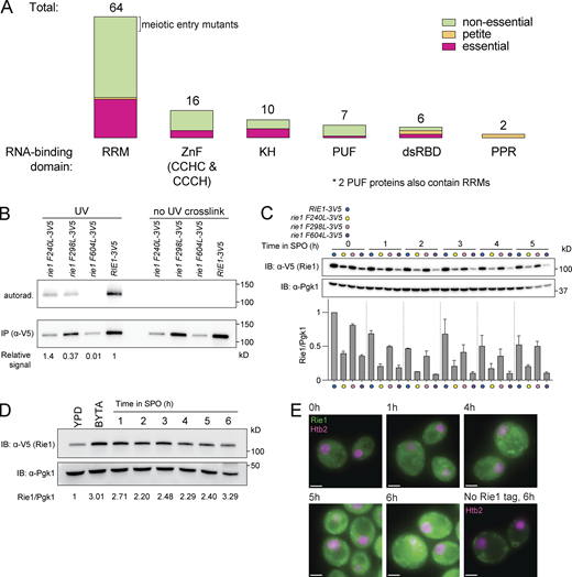 Rie1 binds RNA and is involved in meiotic entry. (A) Overview of protein characteristics of screened RBPs. For our forward screen for meiotic entry mutants, we considered 94 total genes encoding RBPs harboring at least one of the following domains: RRM, zinc finger (ZnF), K Homology domains (KH), Pumilio Family domains (PUF), double-stranded RNA binding domains (dsRBD), or pentatricopeptide repeat domains (PPR). Mutants in non-essential genes (green) were included in the screen. Mutants in essential genes (magenta) or petites (orange) were not included. (B and C) Strains harboring RIE1-3V5 (B3114, blue), rie1 F240L-3V5 (B2674, yellow), rie1 F298L-3V5 (B2816, pink), or rie1 604L-3V5 (B2680, purple) were induced to sporulate at 30°C. (B) Cells were collected either with or without UV crosslinking at 2 h in SPO. Samples were treated with DNAse and Rie1 was IPed under denaturing conditions, and bound RNA was assessed by a polynucleotide labeling assay. Shown are autoradiograms (top) indicating bound RNA and immunoblot (IB; bottom) indicating IPed Rie1. Quantifications of RNA-binding signal/IPed Rie1 protein are indicated below. (C) Protein levels of Rie1 and Pgk1 (loading) were determined by immunoblot at the indicated times. Quantification of Rie1 normalized to Pgk1 (three technical replicates) is shown below. (D) Strains harboring RIE1-3V5 were grown in either YPD (log phase), BYTA (stationary phase), or induced to sporulate at 30°C. Samples were collected at the indicated times, and Rie1 and Pgk1 (loading) protein levels were determined by immunoblot. Quantifications of Rie1/Pgk1 compared with YPD (set at 1) are indicated below. Biological replicates = 3. (E) Strains harboring HTB2-mCherry and either RIE1-ENVY (B1554) or wild type RIE1 (no tag control, B3680) were induced to sporulate at 30°C. Cells were collected at the indicated times and imaged by fluorescence microscopy. Rie1 is shown in green and Htb2 (histone indicating nucleus) is shown in magenta. Green signal in no tag likely represents autofluorescence from bud scars and mitochondria. Scale bar, 2 µm. Source data are available for this figure: SourceData FS1.