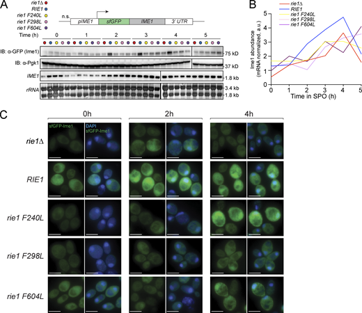 rie1 mutants accumulate lower levels of Ime1 protein. (A–C) Strains harboring N-terminal sfGFP-tagged (sfGFP-IME1) and rie1∆ (B1653, red), wild type RIE1 (B1662, blue), rie1-F240L (B2403, yellow), rie1-F298L (B2836, pink), or rie1-F604L (B2298, purple) were induced to sporulate at 30°C. (A) Protein levels of Ime1 and Pgk1 (loading) were determined by immunoblot (IB), and mRNA levels of IME1 and rRNA (loading) were determined by Northern blot. (B) Quantifications of Ime1 protein corrected for mRNA levels are shown. Biological replicates = 5. (C) Examples of images quantified for Fig. 2 E. sfGFP-Ime1 is shown in green and DAPI is shown in blue. Scale bar, 5 µm. Source data are available for this figure: SourceData FS3. Refer to the image caption for details.