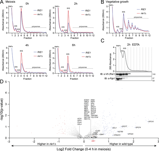 RIE1 affects global translation and transcript levels of the UME6 regulon. (A–C) Strains harboring rie1∆ (B1574, red) or wild type RIE1 (B47, blue) were (A) induced to sporulate at 30°C or (B) grown to mid-log phase in rich medium (YPD) and samples were collected at the indicated times. Lysates were fractionated on 10–50% sucrose density gradients with continuous monitoring at 260 nm. Positions of the RNP, 40S, 60S, 80S, and polysomal ribosome peaks are indicated. (C) Lysates were treated with 25 mM EDTA to disrupt ribosomes prior to fractionation. Biological replicates = 2. IB, immunoblot. (D) Strains harboring rie1∆ (B1574, red) or wild type RIE1 (B47) were induced to sporulate at 30°C and total RNA samples were collected at 0 and 4 h for RNA-seq analysis. Shown is a volcano plot of log2 fold change plotted against −log10 P value of RNA-seq reads for wild type and rie1∆. Values represent a ratio of expression between the wild type and rie1∆ cells between the 0 and 4 h time points. The further right the value, the more enriched the mRNA in the wild type strain. Genes with a log2 fold change less than −0.75 are colored red and genes with a log2 fold change >0.75 are colored blue. Genes within the UME6 regulon (putative IME1 targets; from Williams et al., 2002) are labeled. UME6 regulon genes (mean enrichment 0.561) are significantly enriched in wild type (two-tailed t test of 10,000 data randomizations: P value <0.0001). IME1 mRNA is highlighted in red (fold change = 0.368; P value 0.67). Source data are available for this figure: SourceData FS4.