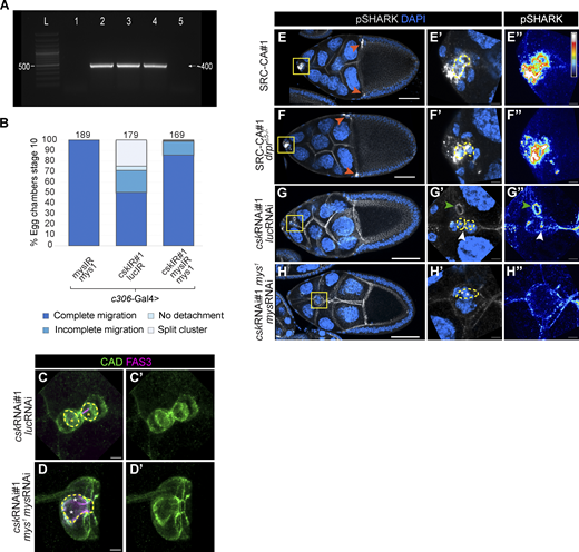 SRC is upstream of βPS integrin subunit for polar cell engulfment, border cell migration, and cell cluster morphology. (A) Verification by polymerase chain reaction of the presence of csk inverted repeated sequence which is indicated by a band of ∼400 base pairs (see Materials and methods). “L” indicates Ladder; (1) w1118, (2) cskRNAi, (3) mys1; cskRNAi, (4) mys1/c306-Gal4; cskRNAi/mysRNAi, (5) mysRNAi (see Table S1 to specific genotypes). (B) Quantification of border cell migration of egg chambers at stage 10 for the genotypes indicated (see Materials and methods). The total number of samples is indicated on top of each bar. (C–D’) Maximum intensity projection from seven slices (z-step: 0.6 µm) of confocal images of border cell clusters from stage 10 egg chambers expressing the genotypes indicated. Egg chambers were stained with CAD (green) and FAS3 (magenta). Yellow asterisks in C indicate internalized polar cells and white ones in (D) indicate non-internalized polar cells. Scale bar: 5 µm. (E–H’) Maximum intensity projection from six slices (z-step: 1 µm) (E–F’) or 20 slices (z-step: 0.5 µm) (G–H’) of confocal images of egg chambers at stage 10 (E–F’) or stage 9 (G–H’) expressing the genotypes indicated. (E’–H’) magnify the insets in E–H. Egg chambers were stained with pSHARK (pY927; gray) and DAPI (blue). pSHARK accumulation in centripetal cells is labeled by orange arrows in E–F. (E’’–H’’) Same images are shown in E’–H’ where pSHARK staining is shown in a Royal LUT. White represents the highest amount of protein and black the lowest one. White arrows in G’ and G’’ point to pSHARK accumulation and green arrowheads point to a ring canal enriched in pSHARK. Scale bar: 50 µm in E–H and 5 µm in E’–H’’. Polar cells in panels C–D and E’–H’ are outlined with a yellow dashed line. White or yellow asterisks indicate non-internalized or fully internalized polar cells, respectively.