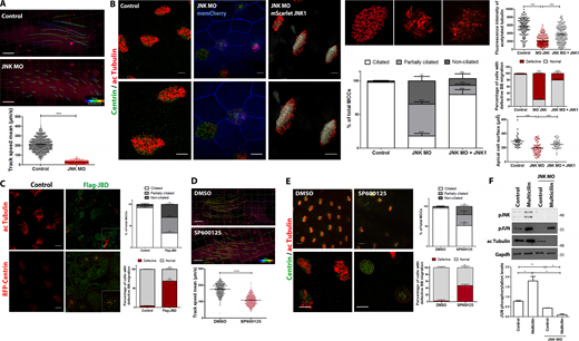 JNK activity is necessary for ciliogenesis. (A) Velocity of fluorescent beads in micrometers per second of control Xenopus embryos and embryos injected with JNK MO. MO (40 ng per cell) was injected into the ventral blastomeres at the four-cell stage. Scale bar, 500 μm. Quantification of the bead velocity shows impaired fluid flow in JNK morphants. Error bars indicate ± SEM from two experiments, n = 5 embryos (stage 29–30) per group. ***, P < 0.001, unpaired two-tailed t test. (B) Control embryos or JNK MO-injected embryos were fixed at stage 31/32 and stained for ac-tubulin and centrin. Coinjection of JNK MO with mScarlet-JNK1 rescued the ciliary defects. Scale bar, 10 μm. Quantifications of the acetylated tubulin intensity, percentage of ciliated, partially ciliated and non-ciliated cells (n = 305 control cells from three embryos, n = 398 JNK MO MCCs from four embryos, n = 431 from three embryos), and the percentage of cells displaying trapped basal bodies within the cytoplasm in controls (n = 203 MCCs from three embryos), JNK morphants (n = 580 from two embryos), and JNK MO/mScarlet JNK (n = 154 from three embryos) injected embryos. Apical cell surface area of epidermal MCCs is decreased in JNK MO-injected embryos. Error bars indicate ± SEM. **, P < 0.01, ***, P < 0.001, unpaired two-tailed t test. (C) Representative images of stage 30 control embryos or embryos injected with Flag-JBD under α-tubulin promoter. Embryos were either stained for acetylated tubulin or coinjected with RFP-Centrin to mark basal bodies. The graph shows a higher percentage of partially ciliated and non-ciliated cells (n = 288 MCCs from three embryos) as well as MCCs with defective BB migration in embryos injected with Flag-JBD compared with controls (n = 309 MCCs from three embryos). Error bars indicate ± SEM from three experiments. **, P < 0.01, ***, P < 0.001, unpaired two-tailed t test. Scale bar, 10 μm. (D) Quantification of the fluid flow with fluorescent beads shows decreased bead velocity in SP600125-treated embryos compared to DMSO. Error bars indicate ± SEM, n = 5 embryos (stage 29–30) per group. ****, P < 0.0001, unpaired two-tailed t test. Scale bar, 500 μm. (E) Confocal imaging of cilia in DMSO- and SP600125-treated stained with anti-acetylated tubulin and of basal bodies stained with anti-Centrin. Scale bars, 20 µm. Graph showing a higher percentage of partially ciliated and non-ciliated MCCs (n = 272 control cells from 5 embryos, n = 259 SP600125-treated cells from 6 embryos) and cells displaying defective basal body migration in SP600125-treated embryos (n = 118 from 5 embryos) compared with control (n = 120 from 5 embryos). Error bars indicate ± SEM from three experiments. *, P < 0.05, **, P < 0.01, unpaired two-tailed t test. (F) Western blot showing phospho-JUN levels in skin lysates from uninjected, multicilin overexpressing, and multicilin/JNK MO coinjected embryos. Quantification shows the normalized ratio of pJUN/GAPDH intensity. Data represent mean ± SEM from two independent experiments. *, P < 0.05, **, P < 0.01, unpaired two-tailed t test. Source data are available for this figure: SourceData F3.