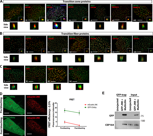 Map of TZ and TF components of epidermal motile cilia. (A) Airyscan super-resolution Z-stack images of MCCs expressing the transition zone proteins (i) mTagBFP2-Centrin and mCherry-CEP290, (ii) mEmerald-B9D1 and mCherry-CEP290, (iii) mTagBFP2-Centrin, mEmerald-B9D1 and mCherry-CEP290, (iv) mEmerald-NPHP1 and mCherry-CEP290, (v) mEmerald-MKS1 and mCherry-CEP290, (vi) mEmerald-MKS1 and mCherry-TMEM216, and (vii) mCherry-TMEM216 and stained for CEP164. Scale bars, 5 μm. (B) Representative Z-stack images of MCCs expressing the transition fiber proteins (i) GFP-Chibby and mCherry-CEP290, (ii) GFP-Chibby stained for CEP164, (iii) GFP-CEP123 and mCherry-CEP290, (iv) GFP-CEP123 stained for CEP164, (v) GFP-IFT52 stained for CEP164, (vi) GFP-CEP83 stained for CEP164, and (vii) GFP-CEP83 and mCherry-CEP290. Scale bars, 5 μm. (C) Airyscan super-resolution Z-stack images of MCCs expressing (i) GFP-JNK1 and mCherry-TMEM216, (ii) mEmerald-MKS1 stained for pJNK, (iii) GFP-JNK1 and mCherry-CEP290, and (iv) mEmerald-B9D1 stained for pJNK. Scale bars, 5 μm. (D) Multiciliated cell expressing mScarlet JNK (acceptor) and GFP-Chibby. GFP intensity remains unchanged suggesting that JNK is not associated with Chibby. Data represent mean ± SEM (n = 6 MCCs from three embryos). Scale bars, 5 μm. (E) Western blot showing that immunoprecipitated GFP-JNK from uninjected and Multicilin overexpressing skin lysates interacts with CEP164. Source data are available for this figure: SourceData FS2.