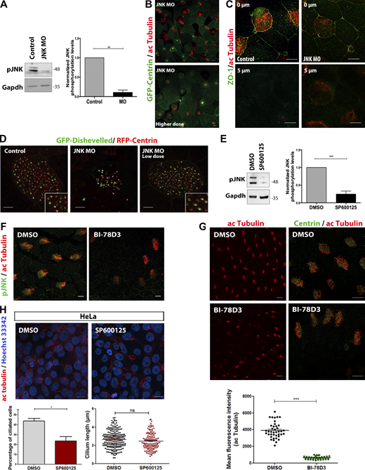 Inhibition of JNK activity affects primary and motile ciliogenesis. (A) Western blot analysis of protein extracts from control and JNK morphants. 40 ng of JNK MO was injected into both blastomeres of two-cell stage embryos. Quantification shows the normalized ratio of pJNK/GAPDH intensity. Data represent mean ± SEM from three independent experiments. **, P < 0.01, unpaired two-tailed t test. (B) Representative images of GFP-Centrin expressing embryos injected with high dose MO (80 ng/cell) and stained with acetylated tubulin. Scale bars, 5 µm. (C) Immunofluorescence images of control and JNK MO embryos stained for acetylated tubulin and ZO-1 shows apical enrichment of ZO-1 and absence of signal at the basal region. Scale bars, 10 μm. (D) Representative images of control and JNK MO (low and high dose) embryos injected with GFP-Dishevelled shows an association of Dishevelled with the basal bodies, suggesting that JNK is not involved in the PCP polarity. Scale bars, 5 μm. (E) Western blotting of pJNK protein levels in DMSO- or SP600125-treated epidermal lysates. Quantification shows the normalized ratio of pJNK/GAPDH intensity. Data represent mean ± SEM from three independent experiments, ***, P < 0.001, unpaired two-tailed t test. (F) Immunofluorescence images of DMSO- and BI-78D3 embryos stained for pJNK and acetylated Tubulin. Fluorescence intensity of pJNK in BI-78D3-treated embryos is dramatically decreased compared with DMSO. Scale bars, 5 µm. (G) Immunofluorescence images of DMSO- and BI-78D3 embryos stained for Centrin and acetylated tubulin. Scale bars, 10 µm. Quantification shows decreased acetylated-tubulin fluorescence intensity in BI-78D3-treated MCCs compared to DMSO. Data represent mean ± SEM from three independent experiments, ***, P < 0.001, unpaired two-tailed t test. (H) HeLa cells were serum-starved for 24 h and stained for acetylated α-tubulin in the presence of DMSO or SP600125. DNA was counterstained with Hoechst. Scale bars, 20 µm. Primary cilia were manually counted by scanning through all focal planes. Approximately 700 cells for each condition were scored from three replicates for the presence of a primary cilium. The percentage of primary cilia in SP600125-treated cells is decreased as shown in the graph. Data represent mean ± SEM from three independent experiments, *, P < 0.05, unpaired two-tailed t test. Source data are available for this figure: SourceData FS3.