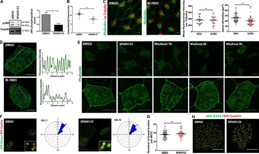 Inhibition of JNK in mature MCCs leads to defects in CBF and apical actin without affecting rotational polarity. (A) Western blot analysis of pJNK protein levels in tadpoles’ skin lysate from DMSO- or SP600125-treated embryos. *, P < 0.05, data represent mean ± SEM from three independent experiments, unpaired two-tailed t test. (B) Ciliary beat frequency in hertz (beats per second) of motile cilia in DMSO- or SP600125-treated Xenopus epidermal MCCs. Error bars indicate ± SEM, ***, P < 0.001 (n = 5 embryos for each condition), unpaired two-tailed t test. (C) Immunofluorescence images of DMSO- and BI-78D3 embryos labeled for F-actin and acetylated tubulin. Scale bars, 10 µm. Quantification shows decreased acetylated tubulin intensity (n = 23 DMSO-treated MCCs and n = 28 BI-78D3-treated MCCs) and apical cell surface (n = 33 DMSO-treated MCCs, n = 57 BI-78D3-treated MCCs) in BI-78D3-treated embryos compared to DMSO. Error bars indicate ± SEM from three experiments, ***, P < 0.001, unpaired two-tailed t test. (D) Representative higher-magnification immunofluorescence images of MCC treated with DMSO or BI-78D3 for 2 h and stained with Phalloidin. Fluorescence intensity profiles along the lines show an impaired apical actin network in BI-78D3-treated MCCs. Scale bars, 10 µm. (E) Immunofluorescence images of MCCs treated with SP600125 for 2 h at stage 30 followed by drug washout and subsequent imaging of the apical actin network 0, 1, 2, and 3 h after washout. Scale bars, 10 μm. (F) Representative images of DMSO- and SP600125-treated embryos injected with GFP-Clamp as a marker of rootlets and RFP-Centrin to monitor cilia orientation. Circular diagrams of mean cilia orientation from polarized embryos treated at stage 30 with either DMSO or SP600125 for 2 h (n = 212 BB from four DMSO-treated embryos, n = 243 BBs from 4 SP600125-treated embryos). Rotational polarity is not affected in SP600125-treated embryos as reflected by the similar circular standard deviation (CSD). Scale bars, 10 µm. (G) Quantification of the number of basal bodies in DMSO- (n = 63 MCCs from three embryos) and SP60125-treated stage 30 embryos (n = 61 from 3 embryos). Error bars indicate ± SEM from two experiments, unpaired two-tailed t test. (H) Confocal images of stage 30 embryos coinjected with GFP-IFT52 and RFP-Centrin. The association of IFT52 with the basal bodies is not affected in 2 h SP600125-treated embryos. Scale bars, 10 µm. Source data are available for this figure: SourceData FS5.