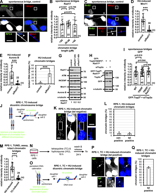 Dicentric chromatin bridges exhibit impaired formation of double-strand DNA ends at the bridge DNA next to the midbody. (A) Localization of RFC4 in BE cells with chromatin bridges. (B) Mean intensity of Rad17 at the bridge DNA next to the midbody on chromatin bridges of various lengths. Values in <20 μM were set to 1. (C) BrdU-associated fluorescence in cytokinesis with chromatin bridges. Midbodies (boxed areas) were reexported and are shown at higher magnification. (D) Mean intensity of Mre11 at the bridge DNA next to the midbody in cells induced by HU, in the absence (control) or presence of Rad17 siRNA. (E) Mean intensity of Aurora B at the midbody ring. Mean ± SD from n cells. Values in control were set to 1. (F) Frequency of broken chromatin bridges in cytokinesis. Mean ± SD from three independent experiments (n > 120). (G and H) Western blot analysis of total Rad17, ATM, INCENP, Mre11, Aurora B, Top2α, GFP, and tubulin in cells transfected with Rad17 or Top2α siRNA, and/or expressing the siRNA-resistant GFP:Top2(Y805F)R:Rad17Δ. (I) Μean intensity of GFP at the bridge DNA next to the midbody in BE cells expressing siRNA-resistant (R) WT, Y805F, or GFP:Top2(Y805F)R:Rad1Δ in the presence of Top2α siRNA. Mean ± SD from n cells. Values in WT were set to 1. (J) Schematic of a potential mechanism to generate dicentric chromosome bridges by fusion of chromatids from different chromosomes in RPE-1 cells after induction with TC. Deprotected tel sequences are shown in green. (K) FISH analysis of HU-induced chromatin bridges in RPE-1 cells using a tel probe. The DNA bridge (boxed area) is shown at higher magnification. (L) Frequency of HU-induced chromatin bridges that are positive for cen or tel probes by FISH. Mean ± SD from three independent experiments (n > 60). (M) Mean intensity of TUNEL staining at the bridge DNA next to the midbody in HU- or TC-induced cells. Mean ± SD from n cells. Values in HU-induced were set to 1. ***, P < 0.001 (Student’s t test). Numbers below/next to each bar indicate n. (N) Experimental procedure to generate dicentric bridges with DNA knots in RPE-1 cells. (O) Schematic of a potential mechanism that generates dicentric bridges with DNA knots. (P) FISH analysis of TC+HU-induced chromatin bridges using a tel probe. A tel-positive signal on the DNA bridge is indicated by an arrow and shown at higher magnification. Arrowheads indicate DNA knots. (Q) Frequency of TC+HU-induced chromatin bridges that are positive for tel probe by FISH. Mean ± SD from three independent experiments (n > 60). Scale bars, 5 μm. Source data are available for this figure: SourceData FS5.