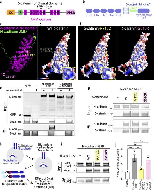 δ-Catenin interacts with the juxtamembrane domain of N-cadherin to increase N-cadherin cell surface expression. (a) Schematic of domains within δ-catenin. (b) Schematic of the structure of classical cadherin. The JMD of cadherin is highlighted in green. (c) Model of predicted interaction between N-cadherin-JMD and δ-catenin ARM domain. δ-catenin ARM domain forms a solenoid structure (magenta). N-cadherin JMD (green) binds to a groove within this solenoid structure. (d) Model of electrostatic charges of wild-type human δ-catenin solenoid structure. N-cadherin JMD (green) is predicted to bind to a positively charged groove within the solenoid structure. (e) IP of N-cadherin by δ-catenin-HA pulldown. Deletion of JMD from N-cadherin abolishes N-Cadherin/δ-catenin interaction. Immunoblot of HEK293T cell lysates overexpressing δ-catenin-HA with GFP or full-length N-cadherin-GFP or N-cadherin without JMD-GFP. N-cadherin is detected by an anti-GFP antibody, while δ-catenin is detected by an anti-HA antibody. (f) Model of electrostatic charges of δ-catenin with an autism-linked point mutation R713C (left) and a polymorphism G810R (right). Both mutations are within the armadillo repeats, but only the R713C mutation (yellow dotted box) is within the groove predicted to be critical for N-cadherin JMD binding. (g) Immunoblot of WT, R713C, and G810R co-immunoprecipitated with full-length N-cadherin-GFP from HEK293T cell lysates. Point mutations to δ-catenin do not disrupt cadherin–catenin interaction. (h) Schematic of surface biotinylation experiment to determine if δ-catenin mutations alter N-cadherin cell surface expression. (i) Immunoblot of N-cadherin cell surface expression in HEK293T cell lysates transfected with WT, R713C, or G810R. (j) Expression of WT and G810 significantly increases N-cadherin expression at the cell surface (P = 0.006 and P = 0.014, respectively). Expression of R713C did not alter N-cadherin cell surface expression (P = 0.75). * P < 0.05; ** P < 0.01. n = 3 independent replicates. One-way ANOVA with Tukey HSD. All protein molecular weights are expressed in kiloDaltons (kD). All data are presented as mean ± SEM. Source data are available for this figure: SourceData F3.
