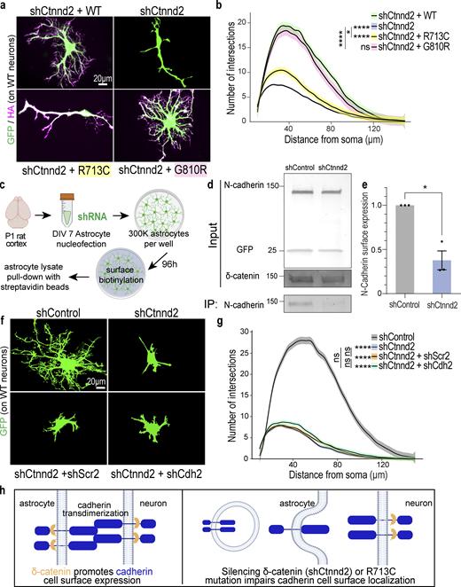 Astrocyte morphogenesis is regulated by the cadherin–catenin adhesion complex. (a) Representative images of rat astrocytes co-transfected with shCtnnd2 (green) and human δ-catenin WT, R713C, or G810R (magenta) after 48 h co-culture with wild-type neurons (not labeled). (b) Autism-linked R713C mutation abolishes the ability of δ-catenin to control neuron-contact-dependent astrocyte morphogenesis. Complexity of shCtnnd2 (P < 2.2 × 10−16) and shCtnnd2 + R713C astrocytes (P < 2.2 × 10−16) but not shCtnnd2 + G810R (P = 0.06) astrocytes were significantly reduced when compared with shCtnnd2 + WT astrocytes. n = 92–115 astrocytes per condition from three independent experiments. Linear mixed model with Tukey HSD. ns, not significant. (c) Schematic of surface biotinylation experiment in purified astrocyte cultures to determine if knockdown of astrocytic Ctnnd2 alters N-cadherin cell surface expression. Astrocytes were isolated from P1 rat cortices to obtain purified astrocyte cultures. DIV 7 astrocytes are nucleoporated with pLKO.1 plasmid expressing hU6-shRNA and CAG-EGFP and seeded at a density of 300,000 per well of a 6-well plate. Nucleoporated astrocytes were cultured in AGM for 96 h to reach confluency before surface biotinylation and pull-down with streptavidin beads. (d) Immunoblot of N-cadherin cell surface expression in astrocyte lysates nucleoporated with shControl or shCtnnd2. All protein molecular weights are expressed in kiloDaltons (kD). (e) Silencing astrocytic Ctnnd2 significantly reduces N-cadherin expression at the cell surface (P = 0.023). n = 3 independent replicates. Unpaired t test with Welch’s correction. (f) Representative images of rat astrocytes co-transfected with shCtnnd2 (green) and shCdh2 or shScr2 (scramble of shCdh2) after 48 h co-culture with wild-type neurons (not labeled). (g) Cdh2 and Ctnnd2 are epistatic to one another. Transfection of shCdh2 (P = 0.09) or shScr2 (P = 0.70) in Ctnnd2 knockdown astrocytes did not further reduce astrocyte morphology. No statistical difference in astrocyte complexity was observed in astrocytes co-transfected with shCtnnd2 and shCdh2 or shCtnnd2 and shScr2 (P = 0.57). n = 92–98 astrocytes per condition from three independent experiments, linear mixed model with Tukey HSD. ns, not significant. (h) Schematic of working model based on in vitro findings. All data are presented as mean ± SEM. Scale bars: 20 μm. * P < 0.05; **** P < 0.0001. Source data are available for this figure: SourceData F4. Refer to the image caption for details.