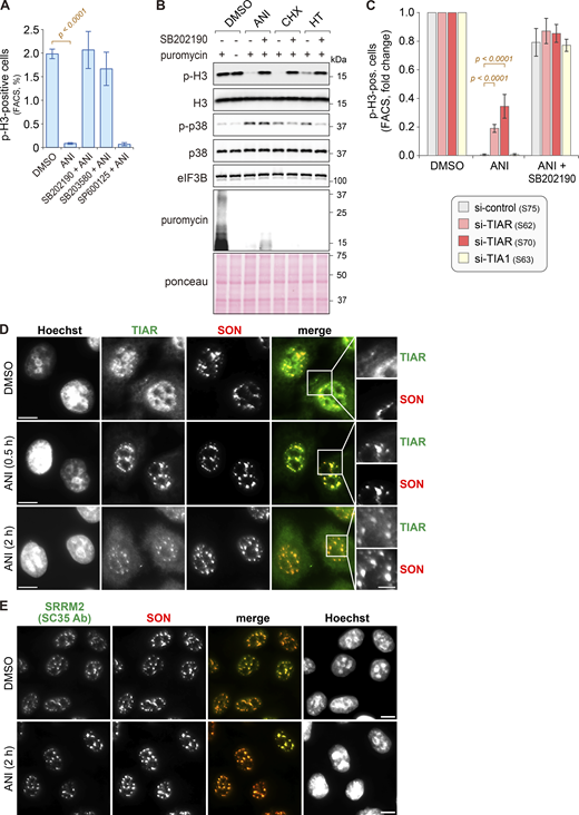Effect of ribotoxins on mitotic entry and nuclear speckles. (A) For quantification of the mitotic cell population, HeLa cells were treated as in Fig. 1 A, and the percentage of serine 10 phosphorylated histone 3 (p-H3)-positive cells was measured by flow cytometry (mean ± SEM; N ≥ 3). P values were determined by beta regression. (B) HeLa cells were treated with DMSO, ANI (0.1 µg/ml), CHX (100 µg/ml), or HT (2 µg/m) for 2 h, with or without 1-h pretreatment with the p38 MAPK inhibitor SB202190 (10 µM). Puromycin (10 µg/ml) was added 10 min prior to cell harvesting. Phosphorylation of histone H3 (Ser10) and p38 MAPK (Thr180/Tyr182) was assessed by Western blot analysis; eIF3B serves as a loading control. De novo protein synthesis was visualized using α-puromycin antibody; Ponceau staining serves as a control for the total protein amount. (C) HeLa cells were transfected with the indicated siRNAs for 48 h, followed by treatment with ANI, with or without SB202190 pretreatment. Mitotic cell populations were quantified as in A; N ≥ 3. P values were determined by beta regression. (D) HeLa cells were treated with either DMSO or ANI (0.1 µg/ml). Subcellular localization of TIAR and SON, a marker of NSs, was assessed by IF microscopy at indicated time points; scale bar = 10 µm; inset scale bar = 5 µm. (E) IF microscopy was performed as in D to visualize the subcellular localization of SRRM2 (SC35 Ab) and SON; scale bar = 10 µm. Source data are available for this figure: SourceData FS1. Refer to the image caption for details.