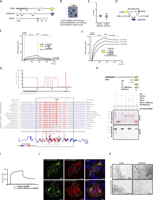 SHROOM2/ROCK complex and SCRIB WRAAR box. (A) Schematic representation of the SCRIB, SHROOM2, and ROCK1 proteins with their respective interacting binding domains. (B) Coomassie staining of the indicated protein domains produced as GST fusion proteins in bacteria and used as analytes in Biacore studies. (C) Different binding affinity values obtained for the ROCK1:SHROOM2 (mean 1 ± 0.15 µm) and SCRIB:SHROOM2 (mean 0.96 ± 0.37 µm) protein domain interactions in the Biacore SPR analysis. (D) Schematic representation of the average binding affinity values between each domain measured in this study. (E) Real-time SPR response variations upon injection of three different concentrations of the SCRIB protein fragment (12.5, 25, and 50 nM) over a chip functionalized with the SHROOM2 fragment. A round of binding, wash, and dissociation was recorded for each condition. (F) Real-time SPR response variations upon injection of three different concentrations of the SCRIB protein fragment (12.5, 25, and 50 nM) over a chip functionalized with the SHROOM2: ROCK1 protein complex. A round of binding, wash, and dissociation was recorded for each condition. Each sensorgram is shown after subtraction of the response measured for the same injections on a control surface functionalized with GFP alone. (G) Top: Graphical representation of the protein identity comparison between human SCRIB and Drosophila Scribble protein sequences. (bottom) Sequence alignment of various SCRIB sequences showing WRAAR box sequence conservation during animal evolution. Red residues correspond to amino acids conserved in the human sequence. The S1508 ROCK1 phosphorylation site is indicated. (H) Top: Graphical representation of the different SCRIB C-terminal sequences used in the GST pull-down to map the SHROOM binding site. Bottom: Pull down assay on the HEK 293 cell lysate overexpressing GFP ASD2 domain of SHROOM2 with the indicated GST fusion protein used as affinity resins. Samples were analyzed by Ponceau staining and immunoblotting using anti-GFP. (I) Biacore SPR profile showing a round of binding, wash, and dissociation upon injection of SCRIB WT (solid line) and WRAAR box (dashed line) fragments over the SHROOM ASD2 domain tethered on the chip surface. (J) Hela cells were transfected with the indicated GFP-SCRIB and Myc-SHROOM2 construct. (K) SCRIB KO Caco-2 cells infected with WT SCRIB expressing lentiviruses (top) or Delta WRAAR mutant (bottom) and stained with anti-SCRIB (left) or anti-SHROOM2. Source data are available for this figure: SourceData F4. Refer to the image caption for details.