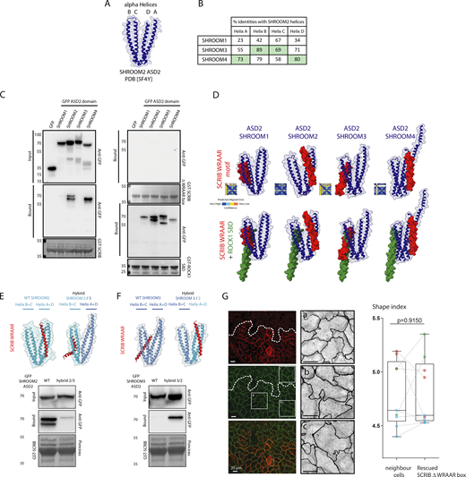 SCRIB binds to SHROOM4. (A) Graphical representation of SHROOM2 ASD2 domain with its four alpha helices A–D. (B) Table displaying the sequence identity between helices A–D in the ASD2 domain of SHROOM2 and the sequences from the ASD2 domains of SHROOM1, SHROOM3, and SHROOM4. (C) GST pull-down assay using GST SCRIB Cter WT, GST SCRIB Cter delta WRAAR, and GST ROCK1 SBD domain from Hek 293 expressing GFP-tagged ASD2 domain from SHROOM1, 2, 3, and 4. Samples were analyzed by Ponceau staining and immunoblotting using anti-GFP. (D) Top: Colabfold protein complex prediction of SCRIB WRAAR alpha helix (red) with ASD2 domain (blue) from SHROOM1, 2, 3, and 4, respectively. Bottom: Colabfold protein prediction of tripartite SCRIB/SHROOM/ROCK1 complex (green: ROCK1 SBD domain). (E and F) GST pull-down assay using GST SCRIB Cter WT from Hek 293 expressing GFP SHROOM2 and SHROOM3 WT and hybrids indicated ASD2 domains. Samples were analyzed as indicated. (G) Right: SCRIB KO Caco-2 cells were infected with lentiviruses expressing WRAAR box SCRIB mutant and differentiated over filters for 21 d. Cells were further stained with anti-ZO1 (green and gray) and anti-SCRIB (red) to identify rescued patches of cells. Left: Shape-index quantification and comparison of neighbor SCRIB KO cells (left) bordering rescued SCRIB WRAAR box clonal cells patches. The P value from a paired two-tailed t test statistic calculated from nine points over three repeats (red, green, and blue) is indicated. Paired experiments are connected with dashed lines. Source data are available for this figure: SourceData F5. Refer to the image caption for details.