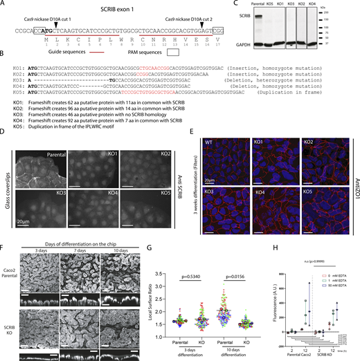 CRISPR D10A SCRIB exon 1 gene targeting and IOC quantifications. (A) CRISPR D10A targeted region in SCRIB exon 1 is represented with the sgRNA sequences 1 and 2 underlined in red and the PAM (Protospacer Adjacent Motif) boxed. (B) Genomic SCRIB exon 1 region was amplified by PCR and cloned by TA cloning. For each five clones, a total of 20 cloned PCR products were sequenced and the resulting genomic modifications are described. (C) Western blot on parental and SCRIB KO Caco-2 cell extracts stained with anti-SCRIB and anti-GAPDH antibodies. (D) Immunofluorescence on parental and SCRIB KO Caco-2 cells grown on glass for 3 d and stained with anti-SCRIB antibody. (E) Immunofluorescence on parental and SCRIB KO Caco-2 cells differentiated on filters for 21 d and stained with DAPI and anti-ZO-1 antibody. (F) Intestine-like tissues derived from parental (top) or SCRIB KO Caco-2 cells (bottom) grown on IOC system for 3, 7, and 10 d, dissected from the PDMS chips, stained with DAPI, and observed with confocal microscopy (XY and Z sections). (G) Quantification of the local surface ratio (surface of the folded gut divided by the corresponding plane surface) of intestine-like tissues derived from parental and SCRIB KO clones grown for 3 and 10 d on the IOC system. The P value represents the result of an unpaired two-tailed t test done on the mean of three independent experiments. (Mean WT 3 d: 1.640 versus mean KO 3 d: 1.671; mean WT 10 d: 1.970 versus mean KO 10 d:1.532). (H) Quantification of fluorescent dextran permeability assays at 2 and 12 h after EDTA treatment (0, 1, and 50 mM EDTA) on parental and SCRIB KO cells. The P value represents the result of an unpaired two-tailed t test done on the mean of three independent experiments. Source data are available for this figure: SourceData FS1.