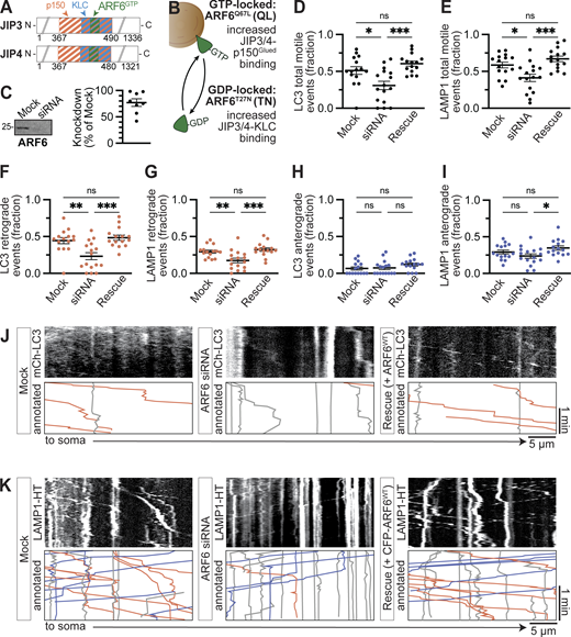 ARF6 regulates AV and lysosome retrograde transport. (A) Schematic of the middle regions of JIP3 and JIP4 demonstrating interactions with ARF6. (B) Schematic illustrating the effects of GTP-locked ARF6Q97L and GDP-locked ARF6QL on JIP3/4 binding interactions as described by Montagnac et al. (2009). (C) Representative Western blot and quantification of ARF6 knockdown in rat neural cells (PC12). n = 8. Samples were normalized using Revert 700 Total Protein Stain (LI-COR). (D and E) Fraction of LC3 or LAMP1 puncta moving ≥10 µm net displacement over a 2-min video (either direction). Mock, cells treated alongside others but without any added siRNA. siRNA, cells treated with ARF6 siRNA. Rescue, cells treated with ARF6 siRNA and simultaneously transfected with siRNA-resistant CFP-ARF6WT. n = 15–16 neurons; one-way ANOVA with Tukey’s multiple comparisons test. LC3: Mock versus siRNA, P = 0.0132; Mock versus Rescue, P = 0.3770; siRNA versus Rescue, P = 0.0002. LAMP1: Mock versus siRNA, P = 0.0162; Mock versus Rescue, P = 0.3677; siRNA versus Rescue, P = 0.0003. (F and G) Fraction of retrograde runs (≥10 µm net displacement towards the soma) over all events (including those that moved <10 µm) for LC3 and LAMP1 puncta. n = 15–16 neurons; one-way ANOVA with Holm–Sidak’s multiple comparisons test. LC3: Mock versus siRNA, P = 0.0018; Mock versus Rescue, P = 0.5109; siRNA versus Rescue, P = 0.0003. LAMP1: Mock versus siRNA, P = 0.0050; Mock versus Rescue, P = 0.4563; siRNA versus Rescue, P = 0.0008. (H and I) Fraction of anterograde runs (≥10 µm net displacement toward the axon tip) over all events (including those that moved <10 µm) for LC3 and LAMP1 puncta. n = 15–16 neurons; one-way ANOVA with Holm–Sidak’s multiple comparisons test. LC3: Mock versus siRNA, P = 0.7950; Mock versus Rescue, P = 0.2677; siRNA versus Rescue, P = 0.2831. LAMP1: Mock versus siRNA, P = 0.3385; Mock versus Rescue, P = 0.3385; siRNA versus Rescue, P = 0.0300. (J and K) Example kymographs of mCherry (mCh)-LC3 and LAMP1-HT under control conditions (Mock), ARF6 knockdown, or rescue with CFP-ARF6WT. Annotated kymographs show paths pseudocolored for visualization: gray, net displacement <10 µm; blue, anterograde (towards tip); orange, retrograde (towards soma). Bars represent mean ± SEM. ns, not significant; *, P < 0.05; **, P < 0.01; ***, P < 0.001. Source data are available for this figure: SourceData F3. Refer to the image caption for details.