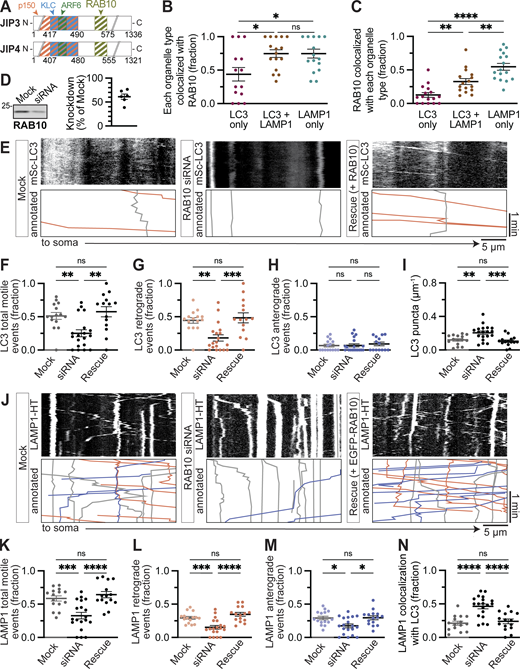 RAB10 knockdown disrupts AV and lysosome motility. (A) Middle region of JIP3 and JIP4 illustrating putative interaction with RAB10. (B and C) Fraction of autophagosomes (HT-LC3 only), autolysosomes (LC3 + LAMP1), or lysosomes (endogenous LAMP1 only) in fixed cells colocalized with EGFP-RAB10. n = 14–16 neurons; one-way ANOVA with Tukey’s multiple comparisons test (LC3 versus LC3 + LAMP1, P = 0.0181; LC3 versus LAMP1, P = 0.0179; LAMP1 versus LC3 + LAMP1, P > 0.9999). (F) Of the EGFP-RAB10 that was colocalized with LC3 and/or LAMP1, a fraction colocalized with each organelle type. n = 14–16 neurons; one-way ANOVA with Tukey’s multiple comparisons test (LC3 versus LC3 + LAMP1, P = 0.0070; LC3 versus LAMP1, P < 0.0001; LAMP1 versus LC3 + LAMP1, P = 0.0030). (D) Example Western blot and quantification of RAB10 knockdown in rat neural cells (PC12). n = 6. Samples were normalized using Revert 700 Total Protein Stain (LI-COR). (E) Example kymographs of mCh-LC3 under control conditions, ARF6 knockdown, or rescue with CFP-ARF6WT. Annotated kymographs show paths pseudocolored for visualization: gray, net displacement <10 µm; blue, anterograde (toward tip); orange, retrograde (toward soma). (E) Example kymographs of mSc-LC3 under control conditions (Mock), RAB10 knockdown, or rescue with EGFP-RAB10. Annotated kymographs show paths pseudocolored for visualization: gray, net displacement <10 µm; blue, anterograde (toward tip); orange, retrograde (toward soma). (F) Fraction of LC3 puncta moving ≥10 µm net displacement over a 2-min video (either direction). n = 15–19 neurons; one-way ANOVA with Tukey’s multiple comparisons test. Mock versus siRNA, P = 0.0082; Mock versus Rescue, P = 0.7535; siRNA versus Rescue, P = 0.0011. (G and H) Fractions represent retrograde runs (≥10 µm net displacement toward the soma) or anterograde runs (≥10 µm net displacement toward the axon tip) over all events (including those that moved <10 µm). n = 14–19 neurons; one-way ANOVA with Holm–Sidak’s multiple comparisons test. Retrograde: Mock versus siRNA, P = 0.0023; Mock versus Rescue, P = 0.6347; siRNA versus Rescue, P = 0.0009. Anterograde: Mock versus siRNA, P = 0.0023; Mock versus Rescue, P = 0.6347; siRNA versus Rescue, P = 0.0009. (I) LC3 puncta density upon RAB10 knockdown and rescue. n = 15–19 neurons; one-way ANOVA with Tukey’s multiple comparisons test. Mock versus siRNA, P = 0.0038; Mock versus Rescue, P = 0.8336; siRNA versus Rescue, P = 0.0006. (J) Example kymographs of LAMP1-HT under control conditions (Mock), RAB10 knockdown, or rescue with EGFP-RAB10. (K) Fraction of LAMP1 puncta moving ≥10 µm net displacement over a 2-min video (either direction). n = 15–19 neurons; one-way ANOVA with Tukey’s multiple comparisons test. Mock versus siRNA, P = 0.0007; Mock versus Rescue, P = 0.6886; siRNA versus Rescue, P < 0.0001. (L and M) Retrograde and anterograde fractions represent retrograde runs (≥10 µm net displacement toward the soma) or anterograde runs (≥10 µm net displacement toward the axon tip) over all events (including those that moved <10 µm). n = 14–19 neurons; one-way ANOVA with Holm–Sidak’s multiple comparisons test. Retrograde: Mock versus siRNA, P = 0.0009; Mock versus Rescue, P = 0.1832; siRNA versus Rescue, P < 0.0001. Anterograde: Mock versus siRNA, P = 0.0126; Mock versus Rescue, P = 0.9455; siRNA versus Rescue, P = 0.0126. (N) LAMP1 colocalization with LC3 upon RAB10 knockdown and rescue. n = 15–19 neurons; one-way ANOVA with Tukey’s multiple comparisons test. Mock versus siRNA, P < 0.0001; Mock versus Rescue, P = 0.8367; siRNA versus Rescue, P < 0.0001. Note that mock data throughout the figure is repeated from Fig. 3, D–I, and Fig. S2, F–I (lighter color). Bars represent mean ± SEM. ns, not significant; *, P < 0.05; **, P < 0.01; ***, P < 0.001; ****, P < 0.0001. Source data are available for this figure: SourceData F6.