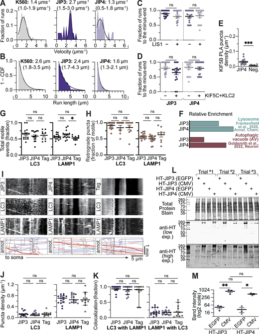 JIP3 and JIP4 do not induce kinesin activity in vitro. (A and B) Graphical representations of the distributions of velocities and run lengths to the plus-end for K560-, JIP3-, or JIP4-containing complexes. Velocity (histogram) was fit to a Gaussian curve and run length (1—cumulative distribution frequency) was fit to a one-phase decay. Listed values are median (25th percentile–75th percentile). JIP3/JIP4, n = 19–22 events; K560, n = 160 events. (C and D) Quantification of the directionality of runs on each MT in the absence of HA-LIS1 or the presence of GFP-KLC2 and KIF5C-HT (unlabeled). Runs were defined as events ≥0.8 µm in length toward either the minus- or plus-end of the MT. Note that the +LIS1 and −KIF5C & KLC2 are repeated from Fig. 1 (lighter color). n = 16–20 MTs each; Kruskal–Wallis test with Dunn’s multiple comparisons. LIS1: JIP3, P > 0.9999; JIP4, P > 0.9999. KIF5&KLC: JIP3, P = 0.3572; JIP4, P > 0.9999. (E) Quantification of KIF5B PLA puncta either with JIP4 or no second 1° antibody (Neg., negative control). n = 13–14 neurons; unpaired t test; P = 0.0001. (F) Relative enrichment (normalized, see Materials and methods for details) for JIP3 (Mapk8ip3) and JIP4 (Spag9) in the proteomics performed by Frankenfield et al. (2020) and Goldsmith et al. (2022). JIP3 or JIP4 overexpression does not affect AV or lysosome transport. (G) Fraction of LC3 or LAMP1 puncta moving ≥10 µm net displacement over a 2-min video (either direction) in the axons of neurons expressing HT alone (Tag), HT-JIP3, or HT-JIP4 (both in the EGFP construct). n = 9–15 neurons; one-way ANOVA with Tukey’s multiple comparisons test. LC3: JIP3 versus JIP4, P = 0.5772; JIP3 versus Tag, P = 0.8531; JIP4 versus. Tag, P = 0.9405. LAMP1: JIP3 versus JIP4, P = 0.2211; JIP3 versus Tag, P = 0.4933; JIP4 versus Tag, P = 0.0271. (H) Within the motile fraction, the proportion moving toward the soma (excludes events with net displacement <10 µm). n = 9–15 neurons; one-way ANOVA with Tukey’s multiple comparisons test. LC3: JIP3 versus JIP4, P = 0.6230; JIP3 versus Tag, P = 0.7417; JIP4 versus Tag, P = 0.9974. LAMP1: JIP3 versus JIP4, P = 0.2636; JIP3 versus Tag, P = 0.7083; JIP4 versus Tag, P = 0.0901. (I) Example kymographs showing LC3 and LAMP1 motility in the axons of neurons expressing HT alone, HT-JIP3, or HT-JIP4 (EGFP construct). Annotated kymographs (annot.) show paths pseudocolored for visualization: gray, net displacement <10 µm; blue, anterograde (toward tip); orange, retrograde (toward soma); heavier weight lines represent paths with both LC3 and LAMP1 comigrating. (J) Linear density along the axon of LC3 and LAMP1 puncta in cells expressing HT-JIP3, HT-JIP4, or Tag. n = 11–15 neurons; one-way ANOVA with Tukey’s multiple comparisons test. LC3: JIP3 versus JIP4, P = 0.9677; JIP3 versus Tag, P = 0.9752; JIP4 versus Tag, P = 0.8998. LAMP1: JIP3 versus JIP4, P = 0.9353; JIP3 versus Tag, P = 0.9931; JIP4 versus Tag, P = 0.9764. (K) Colocalization between LC3 and LAMP1 puncta in cells expressing HT-JIP3, HT-JIP4, or Tag. n = 11–15 neurons; one-way ANOVA with Tukey’s multiple comparisons test. LC3 with LAMP1: JIP3 versus JIP4, P = 0.7044; JIP3 versus Tag, P = 0.2845; JIP4 versus Tag, P = 0.7043. LAMP1 with LC3: JIP3 versus JIP4, P = 0.8502; JIP3 versus Tag, P = 0.8269; JIP4 versus Tag, P = 0.5265. (L and M) Western blot and quantification demonstrating that HT-JIP3 or JIP4 in the CMV backbone expresses far more highly than in the EGFP backbone (EGFP sequence has been removed by subcloning). This experiment was performed using COS-7 cells, which we transfected at the same confluence (∼50%) with FuGene 6 and equal DNA quantities. After lysis in radioimmunoprecipitation assay buffer, we assessed for protein concentration using bicinchoninic acid (BCA) assay. Equal protein concentrations were loaded, which was confirmed using revert total protein stain. Finally, a monoclonal HT antibody was used to assess expression of the HT proteins. n = 3; one-way ANOVA with Sidak’s multiple comparisons test (JIP3 EGFP versus JIP3 CMV, P = 0.0051; JIP4 EGFP versus JIP4 CMV, P = 0.0444; JIP3 EGFP versus JIP4 EGFP, P = 0.9118; JIP3 CMV versus JIP4 CMV, P = 0.0857). Bars represent mean ± SEM. ns, not significant; *, P < 0.05; **, P < 0.01; ***, P < 0.001. Source data are available for this figure: SourceData FS1. Refer to the image caption for details.