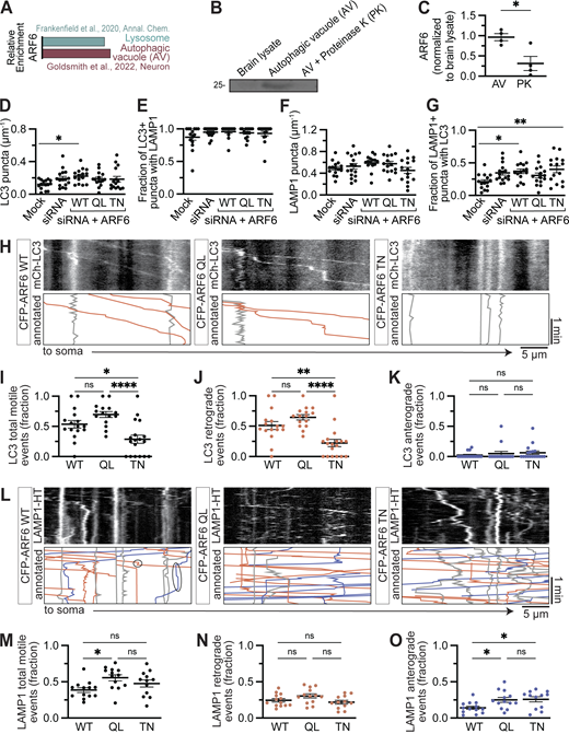 GDP-locked ARF6 has a strong dominant negative effect on LC3 puncta retrograde motility. (A) Relative enrichment (normalized, see Materials and methods for details) for ARF6 in the proteomics performed by Goldsmith et al. (2022) and Frankenfield et al. (2020). (B) Example Western blot showing ARF6 in the AV-enriched fraction. Samples were prepared by differential centrifugation as in Goldsmith et al. (2022). Equal protein concentrations were loaded in each line, as determined by BCA. AV fraction treated with PK removes any externally associated proteins, leaving only cargo inside the organelle; thus, proteins that regulate AV motility should be in the AV fraction but absent from the PK fraction. (C) Quantification of ARF6 in the AV-enriched fraction. n = 4 preparations; unpaired t test; P = 0.0159. (D–G) Puncta density and colocalization upon ARF6 knockdown and rescue with different CFP-ARF6 constructs. n = 15–16 neurons; one-way ANOVA with Tukey’s multiple comparisons test; only significant comparisons displayed in the figure for ease of visualization. (D) Mock versus siRNA, P = 0.2547; Mock versus WT, P = 0.0431; Mock versus QL, P = 0.3714; Mock versus TN, P = 0.4402; siRNA versus WT, P = 0.9918; siRNA versus QL, P = 0.9996; siRNA versus TN, P = 0.9991; WT versus QL, P = 0.8363; WT versus TN, P = 0.8114; QL versus TN, P > 0.9999. (E) Mock versus siRNA, P = 0.3494; Mock versus WT, P = 0.2581; Mock versus QL, P = 0.5130; Mock versus TN, P = 0.6418; siRNA versus WT, P = 0.9995; siRNA versus QL, P = 0.9991; siRNA versus TN, P = 0.9910; WT versus QL, P = 0.9909; WT versus TN, P = 0.9644; QL versus TN, P = 0.9996. (F) Mock versus siRNA, P = 0.9692; Mock versus WT, P = 0.5138; Mock versus QL, P = 0.6603; Mock versus TN, P = 0.9784; siRNA versus WT, P = 0.8660; siRNA versus QL, P = 0.9464; siRNA versus TN, P = 0.7417; WT versus QL, P = 0.9994; WT versus TN, P = 0.2085; QL versus TN, P = 0.3134. (G) Mock versus siRNA, P = 0.0989; Mock versus WT, P = 0.0363; Mock versus QL, P = 0.4198; Mock versus TN, P = 0.0075; siRNA versus WT, P = 0.9909; siRNA versus QL, P = 0.9432; siRNA versus TN, P = 0.8460; WT versus QL, P = 0.7579; WT versus TN, P = 0.9811; QL versus TN, P = 0.4149. (H) Example kymographs of mCh-LC3 upon overexpression of CFP-ARF6WT (WT), ARF6QL, or ARF6TN. Annotated kymographs show paths pseudocolored for visualization: gray, net displacement <10 µm; blue, anterograde (toward tip); orange, retrograde (toward soma). (I) Fraction of LC3 puncta moving ≥10 µm net displacement over a 2-min video (either direction). n = 15–18 neurons; one-way ANOVA with Tukey’s multiple comparisons test. WT versus QL, P = 0.1825; WT versus TN, P = 0.0163; QL versus TN, P < 0.0001. (J and K) Retrograde and anterograde fractions represent retrograde runs (≥10 µm net displacement toward the soma) or anterograde runs (≥10 µm net displacement toward the axon tip) over all events (including those that moved <10 µm). n = 15–18 neurons; one-way ANOVA with Tukey’s multiple comparisons test. (J) WT versus QL, P = 0.2578; WT versus TN, P = 0.0024; QL versus TN, P < 0.0001. (K) WT versus QL, P = 0.7820; WT versus TN, P = 0.5349; QL versus TN, P = 0.9287. (L) Example kymographs of LAMP1-HT upon overexpression of CFP-ARF6WT, ARF6QL, or ARF6TN. (M) Fraction of LAMP1 puncta moving ≥10 µm net displacement over a 2-min video (either direction). n = 12–13 neurons; one-way ANOVA with Tukey’s multiple comparisons test. WT versus QL, P = 0.0168; WT versus TN, P = 0.2927; QL versus TN, P = 0.3892. (N and O) Retrograde and anterograde fractions represent retrograde runs (≥10 µm net displacement toward the soma) or anterograde runs (≥10 µm net displacement toward the axon tip) over all events (including those that moved <10 µm). n = 12–13 neurons; one-way ANOVA with Tukey’s multiple comparisons test. (N) WT versus QL, P = 0.2464; WT versus TN, P = 0.7710; QL versus TN, P = 0.0709. (O) WT versus QL, P = 0.0401; WT versus TN, P = 0.0304; QL versus TN, P = 0.9841. Bars represent mean ± SEM. ns, not significant; *, P < 0.05; **, P < 0.01; ****, P < 0.0001. Source data are available for this figure: SourceData FS2.