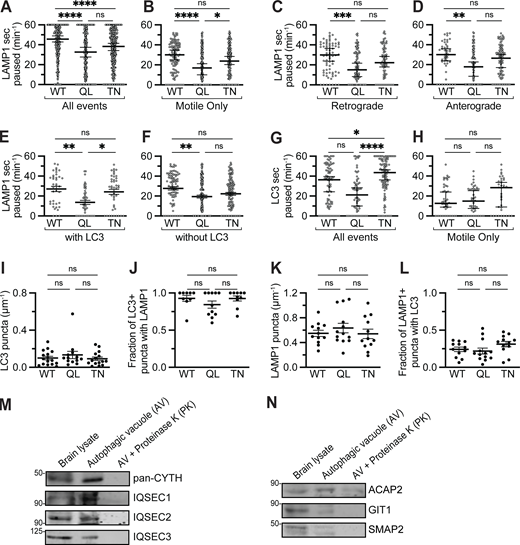 GTP-locked ARF6 decreases LAMP1 vesicle pausing time. (A–H) Number of seconds paused per min in each of the three overexpression conditions. Kruskal–Wallis tests with Dunn’s multiple comparisons. (A) All LAMP1 puncta (including those that moved <10 µm). n = 336–339 puncta; WT versus QL, P < 0.0001; WT versus TN, P < 0.0001; QL versus TN, P = 0.4472. (B) All LAMP1 puncta that moved ≥10 µm during a 2-min video. n = 119–183 puncta; WT versus QL, P < 0.0001; WT versus TN, P = 0.0592; QL versus TN, P = 0.0218. (C) LAMP1 puncta moving ≥10 µm toward the soma. n = 69–91 puncta; WT versus QL, P = 0.0003; WT versus TN, P = 0.1928; QL versus TN, P = 0.1802. (D) LAMP1 puncta moving ≥10 µm toward the axon tip. n = 45–94 puncta; WT versus QL, P = 0.0099; WT versus TN, P = 5223; QL versus TN, P = 0.1482. (E) Motile LAMP1 puncta (≥10 µm net displacement) comigrating with LC3 (autolysosomes). n = 38–46 puncta; WT versus QL, P = 0.0004; WT versus TN, P > 0.9999; QL versus TN, P = 0.0086. (F) Motile LAMP1 puncta (≥10 µm net displacement) migrating without LC3. n = 82–137 puncta; WT versus QL, P = 0.0011; WT versus TN, P = 0.0601; QL versus TN, P = 0.5535. (G) All LC3 puncta (including those that moved <10 µm). n = 71–111 puncta; WT versus QL, P = 0.1526; WT versus TN, P = 0.0327; QL versus TN, P < 0.0001. (H) All LC3 puncta that moved ≥10 µm during a 2-min video. n = 36–49 puncta; WT versus QL, P > 0.9999; WT versus TN, P = 0.3459; QL versus TN, P = 0.2893. (I–L) Puncta density and colocalization upon overexpression of different CFP-ARF6 constructs. n = 9–16 neurons; one-way ANOVA with Holm–Sidak’s multiple comparisons test. (I) WT versus QL, P = 0.6382; WT versus TN, P = 0.8339; QL versus TN, P = 0.6382. (J) WT versus QL, P = 0.4183; WT versus TN, P = 0.9791; QL versus TN, P = 0.4183. (K) WT versus QL, P = 0.7263; WT versus TN, P = 0.9368; QL versus TN, P = 0.7263. (L) WT versus QL, P = 0.6493; WT versus TN, P = 0.3369; QL versus TN, P = 0.2087. (M and N) Quantification of ARF6 GEFs (M) and GAPs (N) in a mouse brain–derived AV-enriched fraction. Samples were prepared by differential centrifugation as in Goldsmith et al. (2022). AV fraction treated with PK removes any externally associated proteins, leaving only cargo inside the organelle; thus, proteins that regulate AV motility should be in the AV fraction but absent from the PK fraction. Bars represent mean ± SEM. ns, not significant; *, P < 0.05; **, P < 0.01; ***, P < 0.001; ****, P < 0.0001. Source data are available for this figure: SourceData FS3.