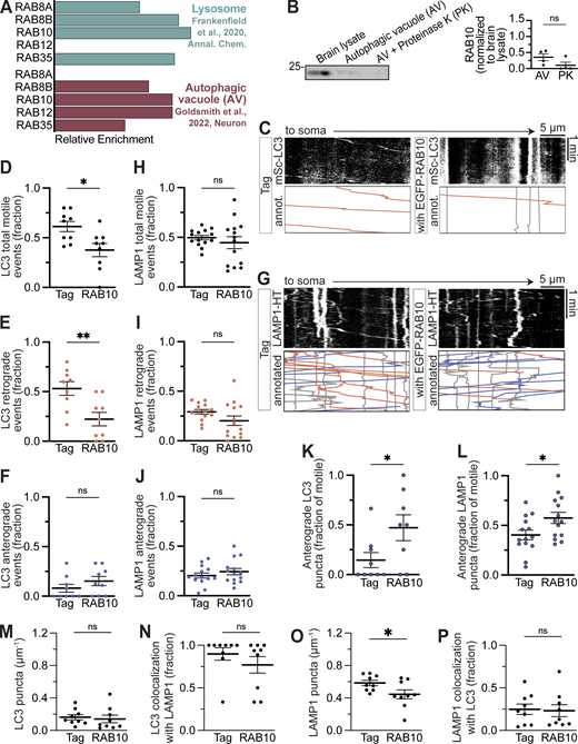 RAB10 overexpression induces an anterograde bias in AV and lysosome motility. (A) Relative enrichment (normalized, see Materials and methods for details) for RABs of interest in the proteomics performed by Goldsmith et al. (2022) and Frankenfield et al. (2020). (B) Example Western blot and quantification showing RAB10 in the AV fraction. n = 4 preparations; unpaired t test, P = 0.1308. (C) Example kymographs of mSc-LC3 under the expression of EGFP alone (Tag) or EGFP-RAB10. Annotated kymographs (annot.) show paths pseudocolored for visualization: gray, net displacement <10 µm; blue, anterograde (toward tip); orange, retrograde (toward soma). (D) Fraction of LC3 puncta moving ≥10 µm net displacement over a 2-min video (either direction). n = 8–9 neurons; unpaired t test; P = 0.0123. (E and F) Retrograde and anterograde fractions represent retrograde runs (≥10 µm net displacement toward the soma) or anterograde runs (≥10 µm net displacement toward the axon tip) over all events (including those that moved <10 µm). n = 9 neurons each; unpaired t test. (E) P = 0.0055. (F) P = 0.2524. (G) Example kymographs of LAMP1-HT under the expression of EGFP alone (Tag) or EGFP-RAB10. (H) Fraction of LAMP1 puncta moving ≥10 µm net displacement over a 2-min video (either direction). n = 14 neurons each; unpaired t test; P = 0.4435. (I and J) Retrograde and anterograde fractions represent retrograde runs (≥10 µm net displacement toward the soma) or anterograde runs (≥10 µm net displacement toward the axon tip) over all events (including those that moved <10 µm). n = 14 neurons each; unpaired t test. (I) P = 0.1040. (J) P = 0.3475. (K and L) Quantification of the fraction of motile (moving ≥10 µm during the 2-min video) LC3 or LAMP1 puncta moving anterograde (toward the soma). n = 8–9 neurons; unpaired t test. (K) P = 0.0422. (L) P = 0.0297. (M–P) Puncta density and colocalization upon RAB10 overexpression. n = 9 neurons each; unpaired t test. (M) P = 0.7068. (N) P = 0.3086. (O) P = 0.0438. (P) P = 0.8568. Bars represent mean ± SEM. ns, not significant; *, P < 0.05; **, P < 0.01. Source data are available for this figure: SourceData FS4. Refer to the image caption for details.