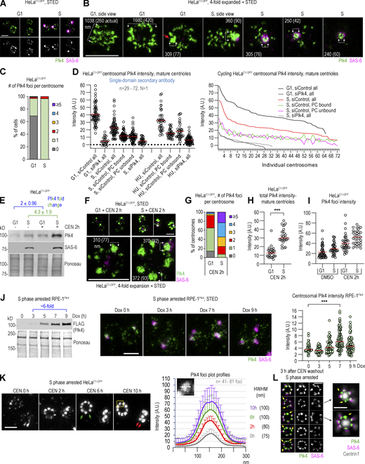 Centrosomal distribution of Plk4 in its active and catalytically inhibited state. (A–I) Cycling G1 or S phase HeLaC1-GFP cells were treated with the Plk4 inhibitor CEN or DMSO (control) for the indicated time and immunolabeled for Plk4 and procentriole cartwheel protein SAS-6. (A and B) Distribution of centrosomal Plk4 and SAS-6 from control cells. (C) Quantification of Plk4 foci on centrosomes in G1 and S. (D) Quantification of the total, procentriole (PC)-bound, and PC-unbound Plk4 quantified from STED images. Line plot: The same data plotted as individual centrosomes. (E) Immunoblot analysis of Plk4 and SAS-6 from total cell extracts. Ponceau serves as a loading control. (F) Distribution of centrosomal Plk4 and SAS-6 in CEN-treated cells. (G) Quantification of Plk4 foci number per centrosome in CEN-treated cells. (H) Total Plk4 intensity on mature centrosomes quantified from STED images. (I) The intensity of individual Plk4 foci quantified from STED images. (J) Immunoblot of FLAG-Plk4 signal from total cell lysates. Expression of FLAG-Plk4 was induced by Dox for 0–9 h. Ponceau serves as a loading control. Middle: Images of centrosomes obtained from parallel samples. Right: Total Plk4 intensity on centrosomes quantified from STED images. The red line: average intensity. (K) STED images of immunolabeled Plk4 at centrosomes were recorded and used to measure intensity profiles for individual Plk4 foci (as shown in insert). Averaged intensity ± SD for each time point is plotted. The average size of Plk4 foci was determined at half-width–half-maxima of the plot profile. The green arrows indicate variable distances between adjacent Plk4 foci around the mother centriole. The red arrows point to Plk4 foci at different lateral positions along the mother centriole. (L) Plk4 foci and their association with SAS-6 after CEN washout. The yellow arrows point to Plk4 foci not associated with SAS-6. N = the number of independent replicates presented. n = the number of quantified centrosomes or Plk4 foci. Scale bars: 0.5 µm for STED and 2 µm for fourfold expansion + STED. Source data are available for this figure: SourceData F1.