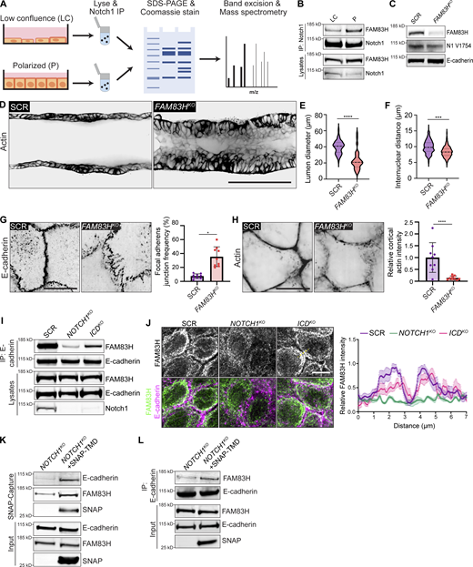 Notch1 cortical signaling functions through FAM83H to stabilize adherens junctions and regulate duct architecture. (A) Schematic of mass spectrometry workflow to identify monolayer state-dependent, differential Notch1 protein–protein interactions. (B) Western blot of immunoprecipitated Notch1 from low confluence (LC) or polarized (P) cells immunoblotted for FAM83H and Notch1. (C) Western blot of lysates from SCR or FAM83HKO cells immunoblotted for FAM83H, cleaved Notch1 V1754 (N1 V1754), and E-cadherin. (D) Representative medial confocal slice fluorescence micrographs of SCR and FAM83HKO ducts labeled with phalloidin (black). Scale bar, 100 µm. (E) Quantification of duct lumen diameter. Average lumen diameters from n ≥ 9 independent ducts. (F) Quantification of internuclear distances measured from Hoechst labeled ducts. Average internuclear distances from n ≥ 9 independent ducts. (G) Immunofluorescence micrographs of SCR and FAM83HKO cells immunostained with E-cadherin (black) and the corresponding quantification of the frequency of focal adherens junctions. Scale bar, 10 µm. n ≥ 9 fields of view from three independent experiments. (H) Fluorescence micrographs of SCR and FAM83HKO cells labeled with phalloidin (black) and the corresponding quantification of cell–cell junction cortical actin intensity. Scale bar, 10 µm. n ≥ 9 fields of view from three independent experiments. (I) Western blot of immunoprecipitation of E-cadherin from SCR, NOTCH1KO, and ICDKO cells immunoblotted for FAM83H and E-cadherin. (J) Left: Immunofluorescence micrographs of methanol fixed SCR, NOTCH1KO, and ICDKO cells immunostained with FAM83H (white, top row), and E-cadherin (magenta, bottom row). Scale bar, 10 µm. Right: Quantification of relative FAM83H intensity along a seven-micron line centered on and drawn orthogonal to cell–cell junctions of SCR, NOTCH1KO, and ICDKO cells (representative yellow dashed line). n = 6 junction profiles from three independent experiments. (K) Western blot of SNAP-Capture affinity purification from NOTCH1KO and NOTCH1KO + SNAP-TMD cells immunoblotted for E-cadherin, FAM83H, and SNAP. (L) Western blot of immunoprecipitation of E-cadherin from NOTCH1KO and NOTCH1KO + SNAP-TMD cells immunoblotted for E-cadherin, FAM83H, and SNAP. Western blots are representative of three independent experiments. For all plots, mean ± SEM; two-tailed unpaired t test, ***P < 0.001, ****P < 0.0001. Source data are available for this figure: SourceData F5.