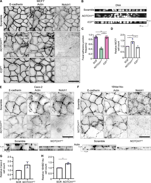 Notch1 regulates epithelial architecture, adherens junctions, cortical actin organization, and proliferation in human epithelia. (A) Immunofluorescence micrographs of Scramble, NOTCH1KO, and ICDKO MCF7 cells immunostained for E-cadherin (black) and Notch1 (black) and labeled with phalloidin (black). Scale bar, 20 µm. (B) YZ orthogonal projections from micrographs of Scramble, NOTCH1KO, and ICDKO MCF7 cells labeled with Hoechst (white). (C) Quantification of the frequency of focal adherens junctions in scramble control (SCR), NOTCH1KO, and ICDKO MCF7 cells. n ≥ 12 fields of view from three independent experiments. (D) Relative number of SCR, NOTCH1KO, and ICDKO MCF7 cells measured at passage. n = 3 independent experiments. (E) Top: Immunofluorescence micrographs of Scramble (top row) and NOTCH1KO (bottom row) Caco-2 cells immunostained for E-cadherin (black) and Notch1 (black) and labeled with phalloidin (black). Scale bar, 20 µm. Bottom: YZ orthogonal projections from micrographs of Scramble and NOTCH1KO Caco-2 cells labeled with phalloidin (black). (F) Top: Fluorescence micrographs of Scramble (top row) and NOTCH1KO (bottom row) 16hbe14o- cells immunostained for E-cadherin (black) and Notch1 (black) and labeled with phalloidin (black). Scale bar, 20 µm. Bottom: YZ orthogonal projections from micrographs of Scramble and NOTCH1KO 16hbe14o- cells labeled with phalloidin (black). (G) Relative number of SCR and NOTCH1KO Caco-2 cells measured at passage. n = 2 independent experiments. (H) Relative number of SCR and NOTCH1KO 16hbe14o- cells measured at passage. n = 3 independent experiments. For plots C and D, mean ± SEM; one-way ANOVA with Tukey’s post-hoc test, *P < 0.05, ****P < 0.0001, ns denotes non-significant. For plot H, mean ± SEM; two-tailed unpaired t test, **P < 0.01.