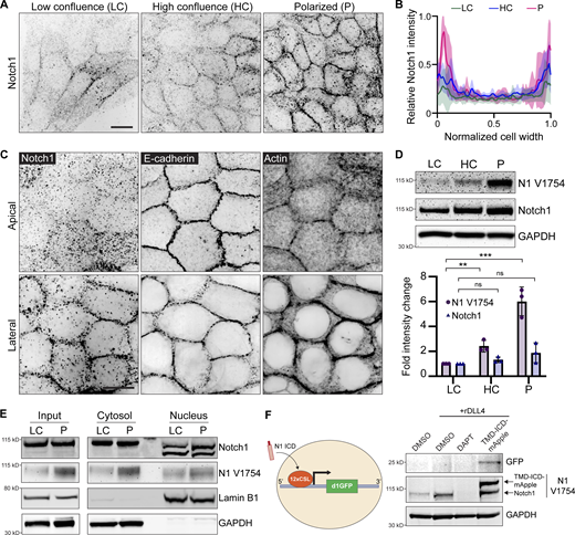 Localization and proteolytic activation of Notch1 at lateral cell–cell contacts. (A) Immunofluorescence micrographs of Notch1 (black) in MCF10A in low confluence (LC), high confluence (HC), and polarized (P) states. Scale bar, 20 µm. (B) Quantification of relative Notch1 intensity across the width of the cell. n = 8 cells from three independent experiments. (C) Representative SoRa immunofluorescence micrographs of wild type cells immunostained for E-cadherin (black) and Notch1 (black) and labeled with phalloidin (black). Top row: Apical domain. Bottom row: Lateral domain. Scale bar, 20 µm. (D) Top: Western blot of wild type lysates from the indicated monolayer states, immunoblotted for cleaved Notch1 V1754 (N1 V1754), total Notch1, and GAPDH. Bottom: Quantification of fold change in N1 V1754 and total Notch1 band intensities. n = 3 independent experiments. (E) Western blot of cytosolic and nuclear fractions from wild type monolayer lysates in LC and P states, immunoblotted for total Notch1, cleaved Notch1 V1754 (N1 V1754), Lamin B1, and GAPDH. (F) Left: Schematic of Notch1 transcriptional destabilized GFP reporter (d1GFP). Right: Western blot of lysates from wild type cells treated with DMSO, DMSO + rDLL4, DAPT + rDLL4, or overexpressing a constitutively active form of Notch1 (TMD-ICD-mApple), immunoblotted for GFP, N1 V1754, and GAPDH. Western blots are representative of three independent experiments. For plot in D, mean ± SEM; one-way ANOVA with Tukey’s post-hoc test, **P < 0.01, ***P < 0.001, ns denotes non-significant. Source data are available for this figure: SourceData F4. Refer to the image caption for details.