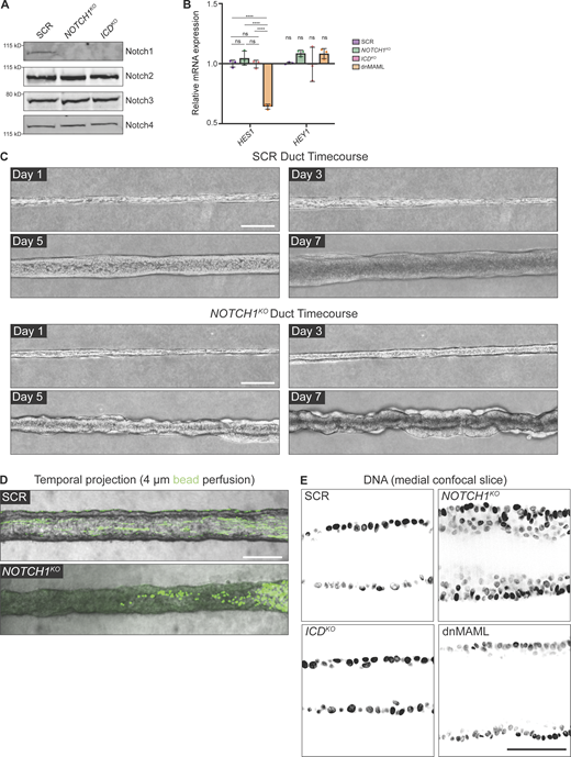 Notch1 cortical signaling influences mammary duct morphogenesis. (A) Western blot of lysates from scramble control (SCR), NOTCH1KO, and ICDKO cells immunoblotted for Notch1, Notch2, Notch3, and Notch4. (B) mRNA transcript expression of Notch1 target genes HES1 and HEY1 measured by qPCR in SCR, NOTCH1KO, ICDKO, and dnMAML-expressing cells. Average qPCR reads from n = 3 independent experiments. (C) Top: Phase contrast micrographs of SCR ducts over a 7-d timecourse shown at days 1, 3, 5, and 7 after seeding. Bottom: Phase-contrast images of NOTCH1KO ducts over a 7-d timecourse shown on days 1, 3, 5, and 7 after seeding. Scale bars, 150 µm. (D) Temporal projection micrographs of a timelapse of SCR and NOTCH1KO ducts perfused with 4 µm polystyrene beads (green). Scale bar, 200 µm. (E) Medial confocal slice micrographs from SCR, NOTCH1KO, ICDKO, and dnMAML ducts labeled with Hoechst (black). Scale bar, 50 µm. For plot B, mean ± SEM; one-way ANOVA with Tukey’s post-hoc test, ****P < 0.0001, ns denotes non-significant. Source data are available for this figure: SourceData FS1. Refer to the image caption for details.