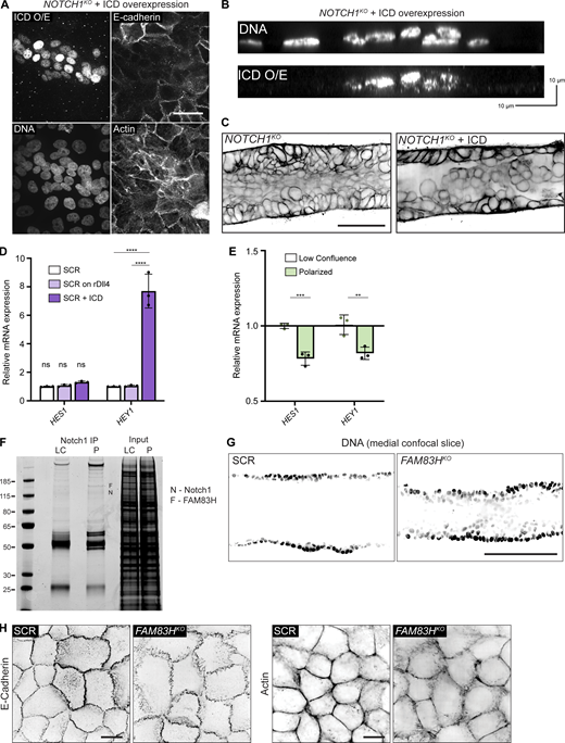 Overexpression of the Notch1 ICD does not rescue the NOTCH1KOphenotype;loss of FAM83H leads to focal adherens junctions, depleted cortical actin, and alterations in ductal architecture. (A) Fluorescence micrographs of NOTCH1KO cells overexpressing Notch1 ICD (ICD O/E) immunostained for Notch1 ICD (white), E-cadherin (white), and labeled with Hoechst (white) and phalloidin (white). Scale bar, 20 µm. (B) YZ orthogonal projections from micrographs of NOTCH1KO cells overexpressing Notch1 ICD (ICD O/E) labeled with Hoechst (white). (C) Medial confocal slice micrographs from NOTCH1KO and NOTCH1KO cells expressing Notch1 ICD labeled with phalloidin (black). Scale bar, 50 µm. (D) mRNA expression of Notch1 target genes HES1 and HEY1 measured by qPCR in scramble control (SCR), SCR cells plated on recombinant Dll4 (rDll4), and SCR cells overexpressing Notch1 ICD. Average qPCR reads from n = 3 independent experiments. (E) Expression of Notch1-target genes HES1 and HEY1 measured by qPCR in low confluence and polarized wild type MCF10A. Average qPCR reads from n = 3 independent experiments. For plot D, mean ± SEM; one-way ANOVA with Tukey’s post-hoc test, ****P < 0.0001, ns denotes non-significant. For plot E, mean ± SEM; two-tailed unpaired t test, **P < 0.01, ***P < 0.001. (F) Representative Coomassie stained SDS-PAGE gel of Notch1 immunoprecipitation from LC and P cells. F denotes the band identified as FAM83H by mass spectrometry. (G) Medial confocal slice micrographs of SCR and FAM83HKO ducts labeled with Hoechst (black). Scale bar, 100 µm. (H) Source full field of view fluorescence micrographs of SCR and FAM83HKO cells stained with E-cadherin (black, top row) and labeled with phalloidin (black, bottom row) for representative images in Fig. 5. Scale bars, 10 µm. Source data are available for this figure: SourceData FS5. Refer to the image caption for details.