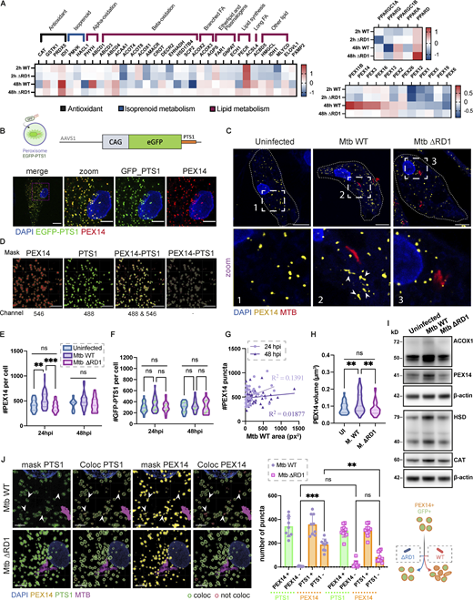 Mtb infection triggers peroxisome biogenesis in human macrophages. (A) Heatmap of differentially expressed genes from RNA sequencing analysis of iPSDM infected with either Mtb WT or Mtb ΔRD1 for 2 or 48 h. Data normalized to the uninfected control. Left: RNA expression of peroxisomal protein associated with β-oxidation, α-oxidation, transport of lipid, and antioxidant activity. Top right: PPAR genes regulation during infection. Bottom right: RNA expression of peroxisomal protein associated with membrane assembly, cargo, and division of peroxisomes. (B) Top: Schematic representation of the CMV:EGFP-PTS1 allele in the AAVS1 locus. Bottom: Confocal images of iPSDM expressing EGFP-PTS1 (green) stained for PEX14 (red) and nuclear staining (blue). Scale bars: 10 µm, zoom: 5 µm. (C) Confocal images of iPSDM after 24 h of infection (Uninfected, Mtb WT and ΔRD1). Nuclear staining (blue), PEX14 staining (orange), and Mtb-E2-Crimson (red). Scale bars: 10 µm. (D) Pipeline for masking PEX14 (red) and EGFP-PTS1 (green) to perform colocalization study. Arrowheads point at elongated peroxisomes. Scale bars: 5 µm. (E) Analysis of peroxisome number during Mtb infection. Violin plot displaying the distribution of PEX14 puncta; quantification from N > 80 cells analyzed at each time point. Data were collected from three independent experiments. Quantiles representing the distribution are shown. (F) Quantification of EGFP-PTS1 puncta per cells. N > 80 cells were quantified per each time point from three independent experiments. (G) Pearson correlation between Mtb area and PEX14 puncta in infected iPSDM with Mtb WT and ΔRD1, at 24 hpi (light violet) and 48 hpi (dark violet). Results are from 50 cells obtained from three independent experiments. (H) Quantification of PEX14 volume (µm3) per cell (UI = uninfected, M. WT = Mtb WT, M. ΔRD1 = Mtb ΔRD1.) N > 80 cells were quantified from three independent experiments. (I) Western blot analysis of peroxisomal protein PEX14, ACOX1, CAT, and HSD17B4 (HSD) of iPSDM at 24 hpi of infection (Uninfected, Mtb WT, and ΔRD1). (J) Analysis of colocalization of PEX14 and EGFP_PTS1 peroxisomes. Left: Confocal images of iPSDM at 24 hpi infected with Mtb WT and ΔRD1. Nuclear staining (blue), PEX14 staining (orange), EGFP_PTS1 (green), and Mtb-E2-Crimson (magenta). Arrowheads point at PEX14+/PTS1− peroxisomes. Scale bars: 10 µm. Right: Quantification of PEX14/PTS1 colocalization per cells. Error bars indicate SD. Data representative from one out of three independent experiments. N = 60 cells were quantified. Significance was determined by two-way ANOVA with Tukey’s multiple comparison post-test (C, E, F, and J). P value 0.002 (**), <0.0001 (***). Source data are available for this figure: SourceData F1. Refer to the image caption for details.