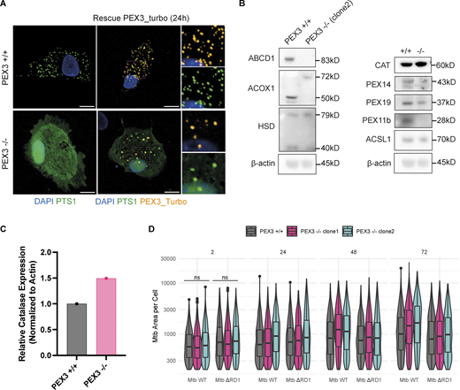 Characterization of PEX3−/−iPSDM clones and uptake and growth of Mtb in PEX3+/+and PEX3−/−iPSDM. (A) Rescue experiment with PEX3_turbo for 24 h. Snapshot of iPSDM PEX3+/+ and PEX3−/−. Nuclear staining (blue), PEX3_turbo (orange), and EGFP-PTS1 (green). Scale bars: 10 µm. (B) Western blot of peroxisomal related protein expressed in iPSDM PEX3+/+ and PEX3−/− at the steady state. (C) Quantification of CAT expression from B normalized with actin. (D) Analysis of Mtb growth in iPSDM PEX3+/+ and PEX3−/−. Violin plot representation of Mtb area (px2) per cells over time (2, 24, 48, and 72 hpi) in PEX3+/+ and PEX3−/− (clone 1 and 2) during infection with Mtb WT and Mtb ∆RD1. Significance was determined for the 2 hpi time point by two-way ANOVA with Tukey’s multiple comparison post-test. Source data are available for this figure: SourceData FS2. Refer to the image caption for details.