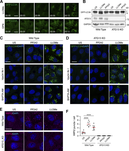 Lysosome damage induces LC3A lipidation independent of canonical autophagy. (A) Representative time-lapse confocal z stack images of MCF10A cells expressing GFP-LC3A treated with LLOMe (250 μM) or GPN (200 μM). Scale bar, 10 μm; h:min. (B) WT and ATG13 KO MCF10A cells expressing GFP-LC3A were treated with LLOMe (250 μM, 20 min) or PP242 (1 μM, 1 h). Western blotting was performed to probe for GFP-LC3A (I and II forms are marked). (C and D) Representative confocal images of GFP-LC3A in (C) WT and (D) ATG13 KO MCF10A cells treated with LLOMe (250 μM, 20 min) or PP242 (1 μM, 1 h), after pretreatment with Vps34 IN-1 (5 μM) or BAPTA-AM (10 μM). Scale bar, 10 μm. (E) Representative confocal images of WT and ATG13 KO MCF10A cells treated as in C and D, and stained for WIPI2. Scale bar, 10 μm. (F) Quantification of WIPI2 puncta from E. >100 cells were analyzed from eight fields of view in two experiments. ****, P < 0.0001, unpaired t test. Source data are available for this figure: SourceData F1.