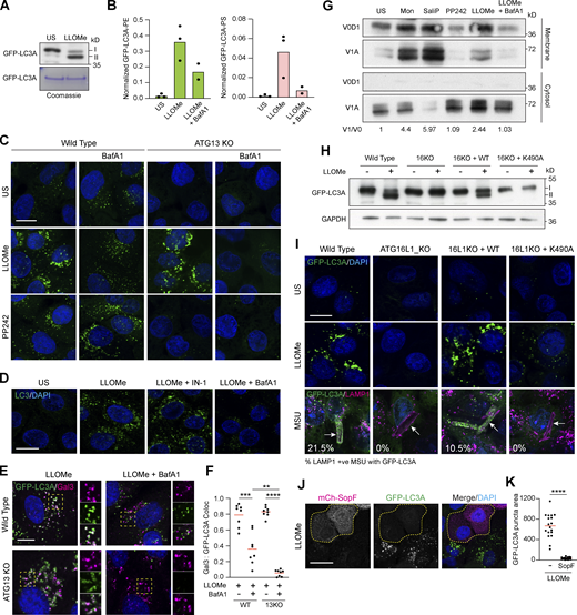 Lysosome damage activates CASM through the V-ATPase-ATG16L1 axis. (A) Western blotting and Coomassie staining of GFP-IPs from MCF10A GFP-LC3A expressing cells treated ± LLOMe (250 μM, 40 min). (B) Normalized mass spectrometry analysis of LC3A-PE and LC3A-PS in cells treated as in A. (C) Representative confocal images of GFP-LC3A in WT and ATG13 KO MCF10A cells treated with LLOMe (250 μM, 30 min) or PP242 (1 μM, 1 h), after pretreatment with BafA1 (100 nM). Scale bar, 10 μm. (D) Representative confocal images of endogenous LC3 in WT MCF10A cells treated as in C. Scale bar, 10 μm. (E) Confocal images of WT or ATG13 KO MCF10A cells expressing GFP-LC3A treated with LLOMe (250 μM, 20 min) ± BafA1 pretreatment (100 nM) and stained for Galectin-3. Inserts show single-channel cropped images. Scale bar, 5 μm. (F) Quantification of Gal3 overlap with GFP-LC3A from E. Eight fields of view from two experiments were analyzed; ****, P < 0.0001, ***, P < 0.0002, **, P < 0.0009, unpaired t test. (G) MCF10A cells were treated with monensin (100 μM, 40 min), SaliP (2.5 μM, 1 h), PP242 (1 μM, 1 h), LLOMe (250 μM, 30 min), or LLOMe + BafA1 (100 nM), 30 min. Following fractionation, membrane and cytosol fractions were probed for ATP6V1A and ATP6V0D1 by Western blotting. V1/V0 ratios are shown below. (H) Western blotting analysis of GFP-LC3A expressing WT MCF10A and ATG16L1 KO cells re-expressing ATG16L1 WT or K490A, treated with LLOMe (250 μM, 20 min). (I) Confocal images of GFP-LC3A in the MCF10A ATG16L1 cell line panel treated with LLOMe (250 μM, 20 min) or MSU crystals (200 μg/ml, 4 h) and costained for LAMP1. Arrows denote LAMP1 positive crystals, numbers show the percentage of GFP-LC3A recruitment to >100 LAMP1 positive crystals over two repeats. Scale bar, 10 μm. (J) Confocal images of GFP-LC3A expressing MCF10A cells cotransfected with mCherry-SopF. Outlined cells mark mCherry-SopF expressing cells. Scale bar, 20 μm. (K) Quantification of the area of thresholded GFP-LC3A intensity in SopF positive and negative cells from J. 18 cells from 2 experiments were analyzed; ****, P < 0.0001, unpaired t test. Source data are available for this figure: SourceData F3. Refer to the image caption for details.