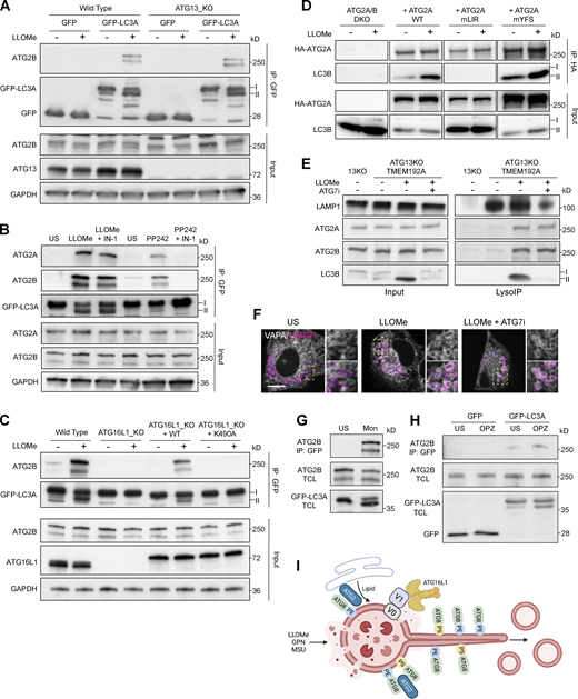 LC3A interacts with ATG2B during lysosome-induced CASM. (A) Western blot analysis of GFP-IPs and input from WT and ATG13 KO MCF10A cells expressing either GFP or GFP-LC3A-treated ± LLOMe (250 μM, 30 min). Samples were probed for ATG2B, GFP, ATG13, and GAPDH. (B) Western blot analysis of input and GFP-IPs from GFP-LC3A expressing MCF10A cells treated with LLOMe (250 μM, 30 min) or PP242 (1 μM, 1 h) ± Vps34 IN-1 (5 μM). Samples probed for ATG2B, ATG2A, GFP, and GAPDH. (C) Western blot analysis of GFP-IPs and input from MCF10A ATG16L1 cell line panel expressing GFP-LC3A treated ± LLOMe (250 μM, 30 min). Samples were probed for ATG2B, GFP, ATG16L1, and GAPDH. (D) Western blot analysis of input and HA-IPs from U2OS ATG2A/B DKO cells re-expressing WT, mutant LIR (mLIR), or mutant WIPI4 binding (mYFS) forms of HA-ATG2A. Cells were treated with LLOMe (250 μM, 30 min), samples were probed for ATG2A and LC3B. (E) Western blot analysis of input and LysoIP fractions from control or ATG13 KO cells expressing TMEM192-3xHA treated with LLOMe (250 μM, 20 min) ± ATG7 inhibitor ATG7i (10 μM). Samples probed for ATG2B, ATG2A, LAMP1, and LC3B. (F) Representative confocal images of ATG13 KO MCF10A cells expressing GFP-VAPA and LAMP1-RFP treated with LLOMe (250 μM, 20 min) ± ATG7 inhibitor ATG7i (10 μM). Insert shows LLOMe-induced contacts. Scale bar, 5 μm. (G) Western blot analysis of GFP-IPs and input from ATG13 KO MCF10A cells expressing GFP-LC3A treated with monensin (100 μM, 40 min). Samples probed for ATG2B and GFP. (H) Western blot analysis of GFP-IPs and input from RAW264.7 cells expressing GFP-LC3A following incubation with opsonized zymosan (OPZ) for 40 min. Samples were probed for ATG2B and GFP. (I) Model of ATG8 response to lysosome damage illustrating the ATG8 associated lysosome tubulation and vesiculation, activation of the V-ATPase-ATG16L1 axis, ATG8 conjugation to PE and PS, and the engagement of lipid transfer protein ATG2. Image created using Biorender. Source data are available for this figure: SourceData F4.