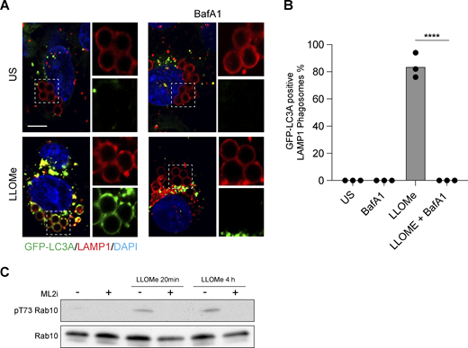Latex bead assay for CASM and validation of LRRK2 inhibitor. (A) Representative timelapse widefield microscopy images of MCF10A cells expressing GFP-LC3A and stained for LAMP1 (red), following engulfment of 3 μm latex beads and treatment with LLOMe (250 μM, 30 min) ± BafA1 (100 nM). Cropped images show LAMP1-positive latex-bead containing phagosomes. Scale bar, 10 μm. (B) Quantification of GFP-LC3A recruitment to LAMP1 positive phagosomes. Data represent mean ± SEM from three independent experiments. ****, P < 0.0001, unpaired t test. (C) Western blot analysis of LRRK2 substrate, Rab10, in ATG13 KO MCF10A cells treated with LLOMe (250 μM, for 20 min or 4 h) ± LRRK2 inhibitor MLi2 (1 μM, 1.5 h pretreatment). Samples probed for Rab10 and phospho T73 Rab10. Source data are available for this figure: SourceData FS2.