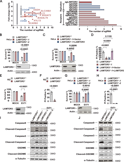 Loss of Ragulator components blocks EV71-induced apoptosis and pyroptosis. (A) A genome-wide CRISPR screening identified a total of 13 genes in which more than three sgRNAs were expressed at least fivefold higher in EV71-infected cells compared to mock-infected cells (left panel). In addition to LAMTOR3, other hits were identified that were either involved in enterovirus replication or acted as enterovirus receptors (right panel). The light red color represents genes that serve as receptors for enteroviruses. The blue color represents genes associated with enterovirus replication. The deep red color represents LAMTOR3. (B)LAMTOR3+/+ or LAMTOR3−/− HeLa cells were infected (MOI = 5) with EV71 for 18 h and cell death was determined by measuring ATP levels (upper panel). The KO efficiency of LAMTOR3 in HeLa cells was assessed by Western blot analysis (lower panel). All values are means ± SEM. Data were analyzed using a two-tailed Student’s t test. (C)LAMTOR3+/+ or LAMTOR3−/− HeLa cells stably transfected with an empty vector (LAMTOR3−/−-1+Vector) or a vector expressing LAMTOR3 (LAMTOR3−/−-1+LAMTOR3) were infected with EV71 (MOI = 5) for 18 h and cell death was determined by measuring ATP levels (upper panel). The rescue efficiency of ectopic expression of LAMTOR3 in LAMTOR3-KO HeLa cells was analyzed by Western blotting (lower panel). All values are means ± SEM. Data were analyzed using two-tailed Student’s t test. (D) HeLa cells as indicated (LAMTOR3+/+, LAMTOR3−/−-1, LAMTOR3−/−-1+Vector, and LAMTOR3−/−-1+LAMTOR3) were infected with EV71 (MOI = 5) for 18 h and cell death was determined by PI staining. All values are means ± SEM. Data were analyzed using two-tailed Student’s t test. (E and F)LAMTOR3+/+ or LAMTOR3−/− RD cells were infected with EV71 (MOI = 2) for 18 h and cell death was detected by measuring ATP levels (E) and PI staining (F). The knockout efficiency of LAMTOR3 in RD cells was determined by Western blot analysis (E). All values are means ± SEM. Data were analyzed using two-tailed Student’s t test. (G and H)LAMTOR1+/+ or LAMTOR1−/− HeLa cells were infected with EV71 (MOI = 5) for 18 h and cell death was detected by measuring ATP levels (G) and PI staining (H). The knockout efficiency of LAMTOR1 in HeLa cells was determined by Western blot analysis (G). All values are means ± SEM. Data were analyzed using two-tailed Student’s t test. (I and J)LAMTOR3+/+ and LAMTOR3−/− (I) or LAMTOR1+/+ and LAMTOR1−/− (J) HeLa cells were infected with EV71 (MOI = 5). Cleavage of GSDME and the activation of caspase3 and caspase9 were analyzed by Western blot 12 h after infection. The quantitation analysis of Western blot was performed using ImageJ. Source data are available for this figure: SourceData F1.