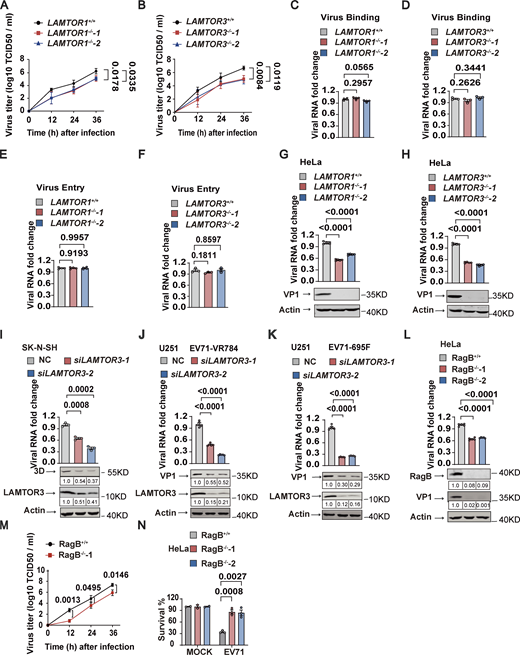 The Ragulator-Rag complex is required for EV71 replication. (A and B) Wild-type, LAMTOR1−/− (A), and LAMTOR3−/− (B) HeLa cells were infected with EV71 (MOI = 5) and the viral titers were determined by TCID50 assay at 12, 24, and 36 h after infection. (C–F) Wild-type, LAMTOR1−/−, and LAMTOR3−/− HeLa cells were incubated with EV71 (MOI > 100) at 4°C for 1 h. For the virus binding assay, cells were washed with 1×PBS three times, then total cellular RNA was extracted and viral RNA was quantified by qPCR (C and D). For the virus entry assay, these cells were then transferred to a 37°C incubator for 20 min after 1 h of incubation at 4°C and were rinsed three times with 1×PBS-HCl. Total RNA was extracted, and viral RNA was quantified by qPCR (E and F). All values are means ± SEM. Data were analyzed using two-tailed Student’s t test. (G and H) Wild-type, LAMTOR1−/− (G), and LAMTOR3−/− (H) HeLa cells were infected with EV71 (MOI = 5). Viral RNA was quantified by qPCR 5 h after infection. VP1 expression was analyzed by Western blot 12 h after infection. All values are means ± SEM. Data were analyzed using two-tailed Student’s t test. (I) SK-N-SH cells were transfected with LAMTOR3 siRNAs and then infected with EV71 (MOI = 5) after 60 h. The knockdown efficiency of LAMTOR3 was determined by Western blotting. Viral RNA level was quantified by qPCR 5 h after infection. 3D expression was analyzed by Western blot 12 h after infection. The quantitation analysis of Western blot was performed using ImageJ. All values are means ± SEM. Data were analyzed using two-tailed Student’s t test. (J and K) U251 cells were transfected with LAMTOR3 siRNAs and then infected with EV71-VR784 (MOI = 5; J) or EV71-695F (MOI = 5; K) after 60 h. Viral RNA was quantified by qPCR 5 h after infection. VP1 expression was analyzed by Western blot 12 h after infection. The quantitation analysis of Western blot was performed using ImageJ. All values are means ± SEM. Data were analyzed using two-tailed Student’s t test. (L–N) RagB+/+ and RagB−/− HeLa cells were infected with EV71 (MOI = 5). Viral RNA was quantified by qPCR 5 h after infection. The knockout efficiency of RagB in HeLa cells and VP1 expression were detected by Western blot 12 h after infection (L). The quantitation analysis of Western blot was performed using ImageJ. Viral titers were determined by TCID50 assay at 12, 24, and 36 h after infection (M). Cell death induced by EV71 was detected by measuring ATP levels 18 h after infection (N). All values are means ± SEM. Data were analyzed using two-tailed Student’s t test. Source data are available for this figure: SourceData F2.