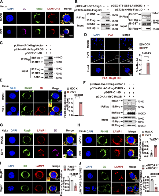 The Ragulator-Rag complex recruits EV71 3D protein and PI4KB. (A) HeLa cells were infected with EV71 (MOI = 5) for 6 h and then the colocalization of LAMTOR3, RagB, and 3D was examined by staining cells with anti-LAMTOR3/RagB/3D antibodies followed by confocal microscopy analysis. Nuclei were stained with DAPI. Scale bars, 10 μm. Inset panels are magnified 4×. (B) GST pull-down assay of in vitro translated Flag-tagged 3D and GST-tagged RagB/LAMTOR3. The quantitation analysis of Western blot was performed using ImageJ. (C) The plasmid encoding HA-3×FLAG-RagB and the plasmid encoding GFP-tagged 3D were cotransfected into 293T cells. Cell lysates were collected after 36 h for IP with anti-FLAG agarose and the interaction between 3D and RagB was detected by Western blotting. The quantitation analysis of Western blot was performed using ImageJ. (D) RD cells were harvested 6 h after EV71 infection and analyzed using the in situ PLA. Representative images of in situ PLA show the endogenous interaction between RagB and 3D (red). Nuclei were stained with DAPI. Scale bars, 10 and 40 μm. All values are means ± SEM. Data were analyzed using two-tailed Student’s t test. (E) HeLa cells were mock infected or infected with EV71 (MOI = 5) for 6 h. Colocalization of PI4KB and 3D was detected by staining cells with anti-PI4KB and anti-3D antibodies and visualizing by confocal microscopy. Nuclei were stained with DAPI. Scale bars, 10 μm. Inset panels are magnified 4×. The Pearson’s correlation coefficient of PI4KB and 3D was analyzed by Image pro plus 6.0 (right panel). All values are means ± SEM. Data were analyzed using two-tailed Student’s t test. (F) 293T cells were transfected with plasmids expressing HA-3×Flag-PI4KB, GFP-3D, and Myc-RagB, as indicated. Cell lysates were collected after 36 h and subjected to IP using anti-FLAG agarose beads. Interactions between PI4KB and 3D were detected by Western blot. The quantitation analysis of Western blot was performed using ImageJ. (G) HeLa cells were mock infected or infected with EV71 (MOI = 5) for 6 h. Colocalization of LAMP1, RagB, and 3D was assessed by staining cells with anti-LAMP1/RagB/3D antibodies followed by visualizing by confocal microscopy. Nuclei were stained with DAPI. Scale bars, 10 μm. Inset panels are magnified 4×. (H) HeLa cells were mock infected or infected with EV71 (MOI = 5) for 6 h. Colocalization of PI4KB and LAMP1 was assessed by staining cells with anti-PI4KB and anti-LAMP1 antibodies and visualizing by confocal microscopy. Nuclei were stained with DAPI. Scale bars, 10 μm. The Pearson's correlation coefficient of PI4KB and LAMP1 was analyzed by Image pro plus 6.0 (right panel). All values are means ± SEM. Data were analyzed using two-tailed Student’s t test. (I and J) Wild-type HeLa cells were infected with EV71 (MOI = 5). RagB−/− (I) and LAMTOR3−/− (J) HeLa cells were infected with EV71 (MOI = 20). Co-localization of 3D with LAMP1 was assessed by staining cells with anti-LAMP1 and anti-3D antibodies and visualizing by confocal microscopy. Nuclei were stained with DAPI. Scale bars, 10 μm. Inset panels are magnified 4×. The Pearson's correlation coefficient of 3D and LAMP1 was analyzed by Image pro plus 6.0 (right panel). All values are means ± SEM. Data were analyzed using two-tailed Student’s t test. Source data are available for this figure: SourceData F3.
