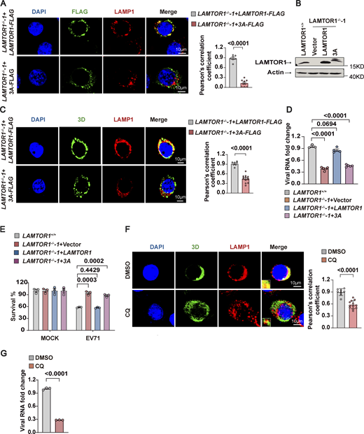 Disrupting lysosomal tethering of the Ragulator-Rag-3D complex inhibits EV71 replication. (A) Co-localization of LAMTOR1 with LAMP1 was assessed by confocal microscopy in indicated HeLa cells (LAMTOR1−/−-1+LAMTOR1-FLAG and LAMTOR1−/−-1+ LAMTOR1-3A-FLAG). FLAG (green), LAMP1 (red), and DAPI-stained nuclei are shown. Scale bars, 10 μm (left panel). The Pearson’s correlation coefficient of FLAG and LAMP1 were analyzed by Image pro plus 6.0 (right panel). All values are means ± SEM. Data were analyzed using two-tailed Student’s t test. (B) Western blot analysis of the ectopic expression of LAMTOR1 and LAMTOR1-3A in LAMTOR1−/− cells. (C)LAMTOR1−/−-1+LAMTOR1-FLAG and LAMTOR1−/−-1+ LAMTOR1-3A-FLAG HeLa cells were infected with EV71 (MOI = 5 and MOI = 40, respectively) for 6 h. Co-localization of 3D with LAMP1 was assessed by staining cells with anti-LAMP1 and anti-3D antibodies followed by visualizing by confocal microscopy. Nuclei were stained with DAPI. Scale bars, 10 μm (left panel). The Pearson’s correlation coefficient of 3D and LAMP1 was analyzed by Image pro plus 6.0 (right panel). All values are means ± SEM. Data were analyzed using two-tailed Student’s t test. (D and E) The indicated HeLa cells were mock infected or infected with EV71 (MOI = 5). Viral RNA was detected by qPCR 5 h after infection (D). Cell viability was determined by measuring ATP levels 24 h after infection (E). All values are means ± SEM. Data were analyzed using two-tailed Student’s t test. (F) RD cells were pretreated with DMSO or CQ for 2 h and infected with EV71 (MOI = 5 for DMSO group; MOI = 10 for CQ group) for 6 h. The colocalization of 3D with LAMP1 was assessed by staining cells with anti-LAMP1 and anti-3D antibodies and visualizing by confocal microscopy. Nuclei were stained with DAPI. Scale bars, 10 μm (left panel). Inset panels are magnified 4×. The Pearson’s correlation coefficient of 3D and LAMP1 was analyzed by Image pro plus 6.0 (right panel). All values are means ± SEM. Data were analyzed using two-tailed Student’s t test. (G) RD cells were pretreated with DMSO or CQ for 2 h and infected with EV71. Viral RNA was quantified by qPCR 5 h after infection. All values are means ± SEM. Data were analyzed using two-tailed Student’s t test. Source data are available for this figure: SourceData F4.