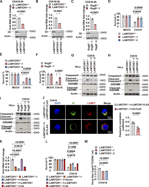 The lysosomal tethered Ragulator-Rag complex mediates CVA16 replication. (A–C) Wild-type, LAMTOR1−/−-1 (A), LAMTOR3−/−-1 (B), and RagB−/−-1 (C) HeLa cells were infected with CVA16 (MOI = 5). Viral RNA was quantified by qPCR 3 h after infection (upper panel). Expression of viral 3D was detected by Western blot analysis 12 h after infection (lower panel). The quantitation analysis of Western blot was performed using ImageJ. All values are means ± SEM. Data were analyzed using two-tailed Student’s t test. (D–F) Wild-type, LAMTOR1−/−-1 (D), LAMTOR3−/−-1 (E), and RagB−/−-1 (F) HeLa cells were infected with CVA16 (MOI = 5). Cell viability was determined by measuring ATP levels 24 h after infection. All values are means ± SEM. Data were analyzed using two-tailed Student’s t test. (G–I) Wild-type, LAMTOR1−/−-1 (G), LAMTOR3−/−-1 (H), and RagB−/−-1(I) HeLa cells were infected with CVA16 (MOI = 5). Cleavage of GSDME and caspase3 were analyzed by Western blot 12 h after infection. (J)LAMTOR1−/−-1+LAMTOR1-FLAG and LAMTOR1−/−-1+3A-FLAG HeLa cells were infected with CVA16 (MOI = 5 and MOI = 20, respectively). Colocalization of 3D with LAMP1 was detected by staining cells with anti-LAMP1 and anti-3D antibodies and visualizing by confocal microscopy. Nuclei were stained with DAPI. Scale bars, 10 μm (left panel). The Pearson’s correlation coefficient of 3D and LAMP1 was analyzed by Image pro plus 6.0 (right panel). All values are means ± SEM. Data were analyzed using two-tailed Student’s t test. (K and L) HeLa cells as indicated were infected with CVA16 (MOI = 5). Viral RNA was quantified by qPCR 5 h after infection (K). Cell viability was detected by measuring ATP levels 24 h after infection (L). All values are means ± SEM. Data were analyzed using two-tailed Student’s t test. (M)LAMTOR3+/+, LAMTOR3−/−-1, and LAMTOR3−/−-2 HeLa cells were infected with CVA16 (MOI = 5) and viral titers were determined by TCID50 assay 24 h after infection. All values are means ± SEM. Data were analyzed using two-tailed Student’s t test. Source data are available for this figure: SourceData F5.