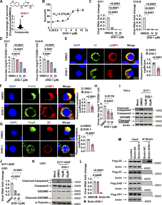 ZHSI-1 is a novel EV71 inhibitor that interacts with 3D and blocks the replication of EV71 and CVA16. (A) ZHSI-1 inhibits EV71-induced cell death. The schematic shows the chemical structure of ZHSI-1. (B) RD cells were pretreated with the indicated concentrations of ZHSI-1 and then infected with EV71 (MOI = 2). Cell viability was determined by measuring ATP levels 24 h after infection. (C and D) RD cells were pretreated with ZHSI-1 for 1 h and then infected with EV71 (MOI = 2) or CVA16 (MOI = 2). Viral RNA was quantified by qPCR 5 h after infection (C) and viral titers were determined by TCID50 assay 24 h after infection (D). All values are means ± SEM. Data were analyzed using two-tailed Student’s t test. (E) HeLa cells were infected with EV71 (MOI = 5) and then treated with ZHSI-1 at 5 μM 2 h after infection. Co-localization of LAMP1 and 3D was determined by staining cells with anti-LAMP1 and anti-3D antibodies and visualizing by confocal microscopy 7 h after infection. Nuclei were stained with DAPI. Scale bars, 10 μm. The Pearson’s correlation coefficient of 3D and LAMP1 was analyzed by Image pro plus 6.0 (right panel). All values are means ± SEM. Data were analyzed using two-tailed Student’s t test. (F) HeLa cells were infected with EV71 (MOI = 5) and then treated with ZHSI-1 at 5 μM 1 h after infection. Colocalization of LAMP1 and PI4KB was determined by staining cells with anti-LAMP1 and anti-PI4KB antibodies and visualizing by confocal microscopy 7 h after infection. Nuclei were stained with DAPI. Scale bars, 10 μm. The Pearson’s correlation coefficient of PI4KB and LAMP1 was analyzed by Image pro plus 6.0 (right panel). All values are means ± SEM. Data were analyzed using two-tailed Student’s t test. (G) HeLa cells were infected with EV71 (MOI = 5) and then treated with ZHSI-1 at 5 μM 2 h after infection. Colocalization of RagB and 3D was determined by staining cells with anti-RagB and anti-3D antibodies and visualizing by confocal microscopy 6 h after infection. The Pearson’s correlation coefficient of RagB and 3D was analyzed by Image pro plus 6.0 (right panel). Nuclei were stained with DAPI. Scale bars, 8 μm. All values are means ± SEM. Data were analyzed using two-tailed Student’s t test. (H and I) EV71-infected (MOI = 5) HeLa cells were treated with ZHSI-1 2 h after infection and viral titers were determined by TCID50 assay 24 h after infection (H). Cleavage of GSDME and caspase3 were analyzed by Western blot 12 h after infection (I). All values are means ± SEM. Data were analyzed using two-tailed Student’s t test. (J and K) EV71-695F-infected (MOI = 5) U251 cells were treated with ZHSI-1 2 h after infection. Viral RNA was quantified by qPCR 6 h after infection (J). Cleavage of GSDME and caspase3 were analyzed by Western blot 12 h after infection (K). All values are means ± SEM. Data were analyzed using two-tailed Student’s t test. (L) RD cells were pretreated with Biotin-ZHSI-1 or Biotin-NC for 1 h and then RD cells were infected with EV71 (MOI = 2). Viral RNA was quantified by qPCR 8 h after infection. All values are means ± SEM. Data were analyzed using two-tailed Student’s t test. (M) 293T cells were transfected with plasmids encoding FLAG-tagged VP1, 2AB, 2C, or 3D. After 48 h, cells were lysed and protein was isolated. Biotin-ZHSI-1 or Biotin-NC (negative control) was preincubated with avidin magnetic beads for 2 h and then incubated with the protein lysates overnight. Western blot analysis was used to detect viral proteins that bound to Biotin-ZHSI-1. Source data are available for this figure: SourceData F6.