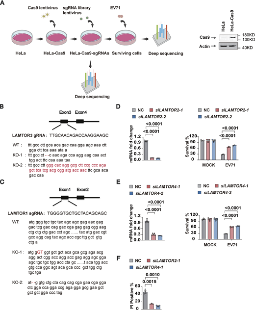 Loss of Ragulator components blocks EV71-induced apoptosis and pyroptosis. (A) Schematic diagram of the genome-wide CRISPR screening process and Western blot analysis of Cas9 expression in HeLa cells. (B and C) Sequencing analysis of knockout efficiency of LAMTOR3 and LAMTOR1. (D–F)LAMTOR2 and LAMTOR4 were silenced in HeLa cells using siRNAs and then the indicated HeLa cells were infected with EV71 (MOI = 5) 60 h after transfection. The knockdown efficiency of LAMTOR2 (D) and LAMTOR4 (E) was determined by qPCR 60 h after transfection. Cell death induced by EV71 was detected by measuring ATP levels (D and E) and PI staining at 18 h after infection (F). All values are means ± SEM. Data were analyzed using two-tailed Student’s t test. Source data are available for this figure: SourceData FS1.