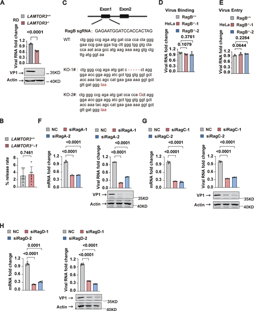 The Ragulator-Rag complex is required for EV71 replication. (A)LAMTOR3+/+ or LAMTOR3−/− RD cells were infected with EV71 (MOI = 2). The viral RNA was quantified by qPCR 5 h after infection and the VP1 protein was analyzed by Western blot 8 h after EV71 infection. All values are means ± SEM. Data were analyzed using two-tailed Student’s t test. (B) WT and LAMTOR3-KO cells were infected with EV71 for 24 h. The virus titers in the culture supernatant and cells were measured by TCID50 assay. The release rate represents the proportion of virus in the supernatant relative to the total virus in WT cells and LAMTOR3-KO cells. All values are means ± SEM. Data were analyzed using two-tailed Student’s t test. (C) Sequencing analysis of knockout efficiency of RagB. (D and E) RagB+/+ and RagB−/− HeLa cells were incubated with EV71 (MOI > 100) at 4°C for 1 h. For the virus binding assay, cells were washed with 1×PBS three times, then total cellular RNA was extracted and viral RNA was quantified by qPCR (D). For the virus entry assay, these cells were transferred to a 37°C incubator for 20 min after 1 h of incubation at 4°C and then rinsed three times with 1×PBS-HCl. Total RNA was extracted and viral RNA was quantified by qPCR (E). All values are means ± SEM. Data were analyzed using two-tailed Student’s t test. (F–H)RagA, RagC, and RagD were silenced in HeLa cells using siRNAs and then the indicated HeLa cells were infected with EV71 (MOI = 5) 60 h after transfection. The knockdown efficiency of RagA (F), RagC (G), and RagD (H) was determined by qPCR 60 h after transfection. Viral RNA (F–H) was quantified by qPCR 5 h after infection. VP1 expression (F–H) was analyzed by Western blot 12 h after infection. All values are means ± SEM. Data were analyzed using two-tailed Student’s t test. Source data are available for this figure: SourceData FS2.