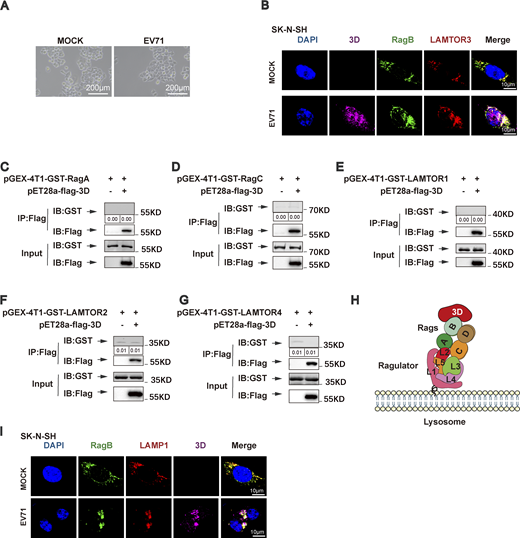 The Ragulator-Rag complex recruits EV71 3D protein and PI4KB. (A) HeLa cells were mock infected or infected with EV71 (MOI = 5) and the changes in cellular morphology were observed under a microscope at 6 h after infection. Scale bars, 200 μm. (B) SK-N-SH cells were mock infected or infected with EV71 (MOI = 5) for 12 h. Colocalization of RagB, LAMTOR3, and 3D was detected by staining cells with anti-RagB/LAMTOR3/3D antibodies and visualizing by confocal microscopy. Nuclei were stained with DAPI. Scale bars, 10 μm. (C–G) GST pull-down assay of in vitro translated Flag-tagged 3D and GST-tagged RagA, RagC, LAMTOR1, LAMTOR2, and LAMTOR4. The quantitation analysis of Western blot was performed using ImageJ. (H) Schematic diagram of EV71 3D protein binding to Ragulator-Rag complex. (I) SK-N-SH cells were mock-infected or infected with EV71 (MOI = 5) for 12 h. Colocalization of RagB, LAMP1, and 3D was detected by staining cells with anti-LAMP1/RagB/3D antibodies and visualizing by confocal microscopy. Nuclei were stained with DAPI. Scale bars, 10 μm. Source data are available for this figure: SourceData FS3.
