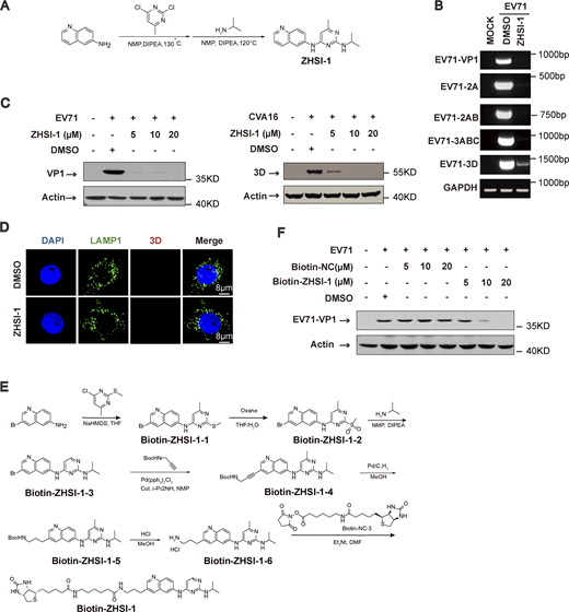ZHSI-1 is a novel EV71 inhibitor that interacts with 3D and blocks replication of EV71 and CVA16. (A) The synthesis route for ZHSI-1. (B) RD cells were pretreated with ZHSI-1 for 1 h and then infected with EV71 (MOI = 2) for 8 h. EV71 RNA was quantified by semi-quantitative PCR. (C) RD cells were pretreated with ZHSI-1 for 1 h and then infected with EV71 (MOI = 5) or CVA16 (MOI = 5). Western blot analysis was performed to detect the expression of 3D or VP1 12 h after infection. (D) HeLa cells were treated with ZHSI-1 at 5 μM for 6 h. Cells were stained with anti-LAMP1 antibody and visualized by confocal microscopy. Nuclei were stained with DAPI. Scale bars, 8 μm. (E) The synthesis route for Biotin-ZHSI-1. (F) RD cells were pretreated with Biotin-ZHSI-1 or Biotin-NC for 1 h and then infected with EV71 (MOI = 2) for 8 h. The expression of VP1 was detected by Western blot analysis. Source data are available for this figure: SourceData FS5. Refer to the image caption for details.