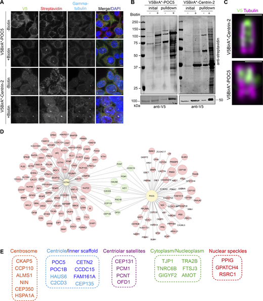 Identification of POC5 and Centrin-2 proximity interactome. (A) Biotinylation of the centrosome by V5BirA*-POC5 and V5BirA*-Centrin-2. HEK293T cells stably expressing V5BirA*-POC5 and V5BirA*-Centrin-2 were treated with biotin for 18 h. Cells were then fixed and stained for the protein of interest with V5, biotinylated proteins with fluorescent streptavidin, and centrosome with anti-γ-tubulin antibody. DNA was visualized with DAPI. Scale bar, 10 μm. (B) HEK293T cells stably expressing V5BirA*-POC5 and V5BirA*-Centrin-2 were lysed, and biotinylated proteins were precipitated by streptavidin beads. The initial sample (initial) and immunoprecipitated biotinylated proteins (pulldown) were run on a gel and immunoblotted with fluorescent-coupled streptavidin and V5 antibodies. (C) Representative confocal images of HEK293T::V5BirA*-POC5 and HEK294T::V5BirA*-Centrin-2 centrioles expanded using U-ExM and stained for tubulin (magenta) and V5 (green). Scale bar, 1 μm. (D) POC5 and Centrin-2 proximity interactome map. High-confidence proximity interactors of POC5 and Centrin-2 were determined by using NSAF analysis. The interactome map containing the first 100 proximity interactome of Centrin-2 and all the proximity interactors POC5 was drawn in CytoScape and the shared interactome was visualized in green circles. The circle size corresponds to the fold change. (E) Cellular compartment analysis of the shared proximity interactors of Centrin-2 and POC5. The GO analysis of the shared proximity interactome was determined using DAVID. Source data are available for this figure: SourceData F1. Refer to the image caption for details.