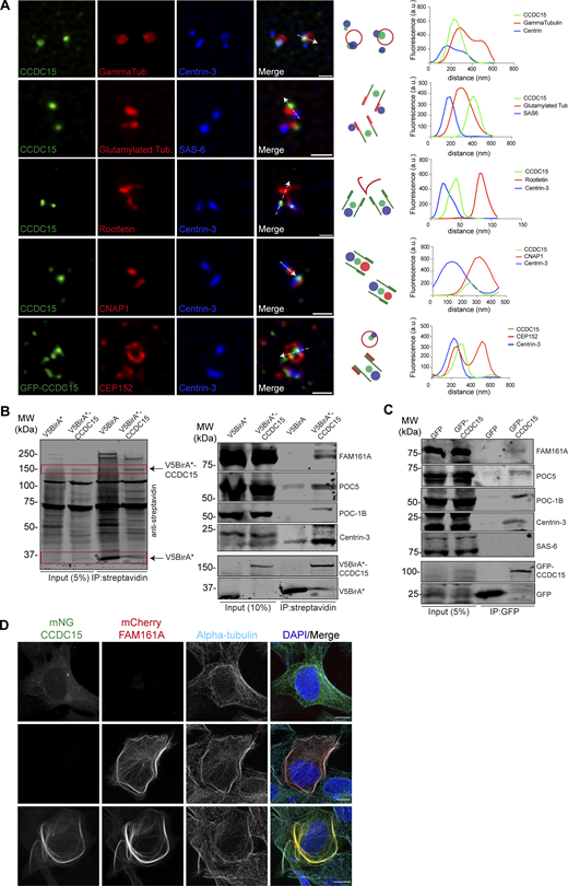 CCDC15 localizes to the centrioles and interacts with inner scaffold proteins. (A) Representative 3D-SIM micrographs are shown for CCDC15 relative to different markers of the centriole and PCM. RPE1 cells were fixed with methanol and stained for CCDC15 and markers for PCM (γ-tubulin and CEP152), proximal end linker (Rootletin and CNAP-1), proximal marker (SAS-6), centriole microtubule wall (polyglutamylated tubulin), and centriole distal end lumen (Centrin-3). The cartoons indicate the relative localization of the indicated proteins at the centrosome. The fluorescence intensity along the line drawn in the micrographs was plotted as a function of the distance along the line. Scale bar, 500 nm. (B) CCDC15 has proximity interactions with centriolar inner core proteins FAM161A, POC5, POC1B, and Centrin-3. HEK293T cells were transiently transfected with V5-BirA* or V5-BirA*-CCDC15. Following 18-h biotin incubation, cells were lysed, and biotinylated proteins were precipitated by streptavidin beads. The initial sample and immunoprecipitated (IP) biotinylated proteins were run on a gel and immunoblotted with fluorescent streptavidin and antibodies against FAM161A, POC5, POC1B, Centrin-3, and V5. (C) CCDC15 interacts with endogenous centriole inner core proteins including FAM161A, POC5, POC1B, and Centrin-3 but not with proximal end protein SAS6. HEK293T cells were transfected with GFP or GFP-CCDC15 plasmids. 24 h after transfection, cell lysates were collected and CCDC15 was precipitated using GBP beads. The initial sample and immunoprecipitated proteins were run on a gel and immunoblotted with indicated proteins and GFP. (D) Displacement of CCDC15 to the microtubules upon coexpression with FAM161A. U2OS cells were transfected with only mNG-CCDC15, mCherry-FAM161A, or both. Cells were fixed with methanol and stained with antibodies against the epitope tags and the microtubule marker α-tubulin. Scale bar, 10 μm. Source data are available for this figure: SourceData F3.