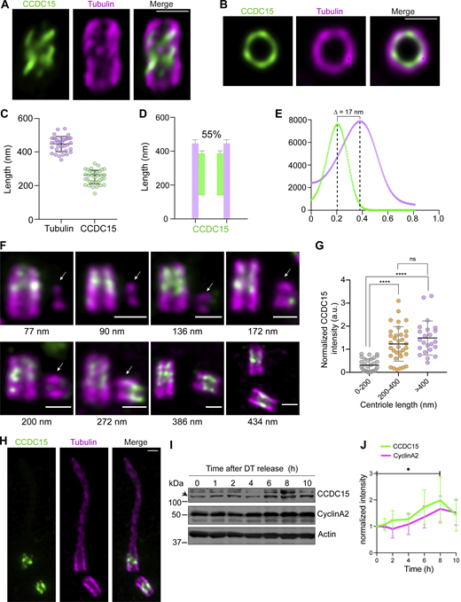 CCDC15 localizes to the inner scaffold. (A) Representative confocal images of RPE1 mature centrioles expanded using U-ExM and stained for tubulin (magenta) and CCDC15 (green). Scale bar, 1 μm. (B) Top-view confocal images of RPE1 mature centriole images in U-ExM stained for tubulin in magenta and CCDC15 in green. Scale bar, 1 μm. (C) Respective lengths of tubulin and CCDC15 based on A. Error bars, SD. n > 15 centrioles from two independent experiments. Tubulin: 446 nm ± 45, CCDC15: 250 ± 41 nm. (D) Position of CCDC15 along the centriole with its respective percentage of centriole coverage, which was calculated as 55% based on C. (E) Plot profile of CCDC15 (green) and tubulin (magenta). The distance between the tubulin and CCDC15 rings were calculated as 17 nm ± 2 based on C. (F) Timing of CCDC15 centriolar recruitment during centriole duplication. Representative confocal images of RPE1 centrioles at the different stages of centriole duplication were shown. RPE1 cells synchronized in S/G2 phase were expanded using U-ExM and stained for tubulin (magenta) and CCDC15 (green). Procentriole lengths were indicated below the micrographs. Arrows mark the procentrioles. Scale bar, 1 μm. (G) Quantification of CCDC15 fluorescence intensity at different stages of centriole duplication. Normalized CCDC15 fluorescence intensity at the procentrioles was plotted against procentriole length. CCDC15 fluorescence intensity for each centriole was normalized to the mean CCDC15 fluorescence intensity of all centrioles (=1) quantified per experiment. Error bars, SD. n = 30 centrioles. Data represent mean value from three independent experiment. 0–200 nm: 0.31 ± 27, 200–400 nm: 1.23 ± 0.75, >400 nm: 1.49 ± 0.74. P < 0.0001, ns: non-signficant. P < 0.0001, two-sided t test. **** P < 0.0001, ns: non-significant. (H) Representative confocal images of CCDC15 localization (green) at the basal bodies (magenta) in RPE1 cells serum starved for 24 h and expanded using U-ExM. Scale bar, 1 μm. (I) Expression profile of CCDC15 in synchronized cells. Lysates were run on western blot and immunoblotted with CCDC15, CyclinA2, and GAPDH antibodies. U2OS cells were synchronized at the G1/S transition using a double thymidine (DT) block, then released into the cell cycle. Lysates prepared from cells at different time points were immunoblotted for CCDC15, CyclinA2 (marker for the G2/M phase), and GAPDH (loading control). Arrow marks the band for CCDC15. (J) Quantification of band intensities of CCDC15 and CyclinA2 normalized to the actin (loading control). Data represents mean value from three independent experiments. Error bars, SD. P = 0.0286, two-sided t test. *P < 0.05. Source data are available for this figure: SourceData F4. Refer to the image caption for details.