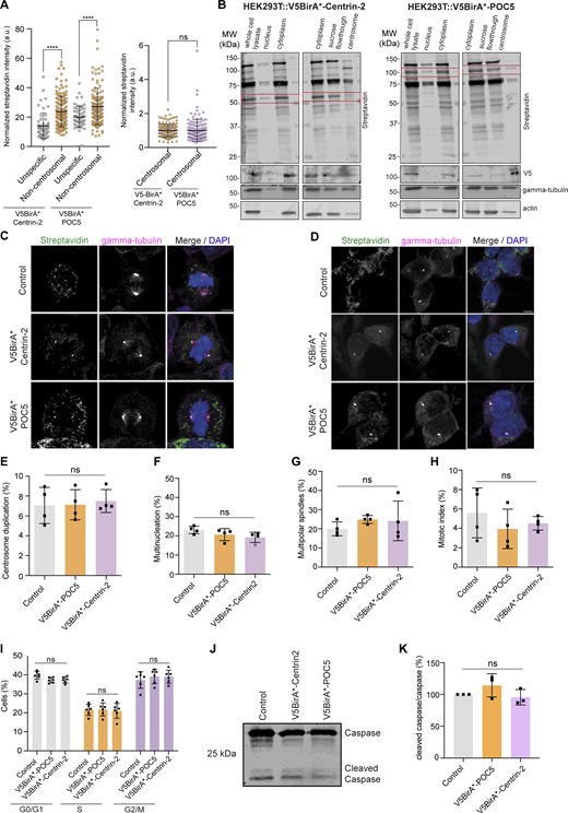 Characterization of stable lines expressing V5BirA* fusions of Centrin-2 and POC5. (A) Quantification of centrosomal and non-centrosomal biotinylation in HEK293T::V5BirA*-Centrin-2 and HEK293T::V5BirA*-POC5 cells treated with 50 μm biotin for 18 h. Streptavidin fluorescence levels were measured from maximum-intensity projections, and average means of the centrosomal levels were normalized to one in each experiment. n = 50 cells per experiment. Data represent the mean of three independent experiments. HEK293T::V5BirA*-Centrin-2: unspecific = 13.98% ± 8.7, centrosomal = 1% ± 0.38, non-centrosomal = 23.82% ± 10.44, P < 0.0001; HEK293T::V5BirA*-POC5: unspecific = 19.94% ± 7.2, centrosomal = 1% ± 0.66, non-centrosomal = 27.12% ± 12.51, P = 0.9831, two-sided t test. (B) Immunoblot analysis of centrosomal and non-centrosomal biotinylation in HEK293T::V5BirA*-Centrin-2 and HEK293T::V5BirA*-POC5 cells. HEK293T::V5BirA*-Centrin-2 and HEK293T::V5BirA*-POC5 cells were treated with 5 μg/ml nocodazole and cytochalasin B for 1 h at 37°C. Cells were then lysed in hypotonic buffer (whole cell lysate), dounce homogenized, and centrifuged. Pellets after centrifugation were prepared as the nuclear fraction. Supernatant (cytosolic fraction) was then centrifuged on a discontinuous sucrose gradient, gradient fractions were collected, and centrosome fractions were pooled (centrosome fraction). The remaining fraction above the sucrose gradient was collected as the “sucrose flowthrough.” 0.1% of each sample was loaded to SDS-PAGE gel. Samples were blotted for the indicated proteins. Cytoplasm samples in the streptavidin and V5 blots that share the actin and tubulin loading control were from the same sample. Cytoplasm sample of the actin and tubulin loading control corresponds to the same lane in the western blot. Red rectangle indicates V5BirA*-Centrin-2 and V5BirA*-POC5 in streptavidin blot. (C) Representative immunofluorescence images of mitotic control, HEK293T::V5BirA*-Centrin-2, and HEK293T::V5BirA*-POC5 cells fixed and stained for streptavidin, γ-tubulin, and DAPI. Scale bar, 5 μm. (D) Representative images of interphase control, HEK293T::V5BirA*-Centrin-2, and HEK293T::V5BirA*-POC5 cells stained for streptavidin and γ-tubulin. DNA was stained with DAPI. Centrosome number >2 was quantified as “centrosome amplification.” Cells with >1 nucleus were quantified as “multinucleated.” Scale bar, 5 μm. (E–H) Quantification for (E) percentage of centrosome duplication (control = 7.1% ± 1.8, V5BirA*-POC5 = 7.12% ± 1.5, V5BirA*-Centrin-2 = 7.5% ± 1.2, P = 0.9088); (F) multinucleation (control = 4.6% ± 0.4, V5BirA*-POC5 = 4.1% ± 0.6, V5BirA*-Centrin-2 = 3.8% ± 0.5, P = 1,644); (G) multipolar spindles (control = 19.9% ± 3.6, V5BirA*-POC5 = 24.9% ± 2.1, V5BirA*-Centrin-2 = 24.2% ± 10.3, P = 0.5306); (H) mitotic index (control = 5.6% ± 2.6, V5BirA*-POC5 = 3.9% ± 2.0, V5BirA*-Centrin-2 = 4.5% ± 0.7, P = 5,034). n > 100 cells per experiment. Data represent mean value from four experiments per condition. Error bars, SD. ns: non-significant, one-way ANOVA. (I) Cell cycle profile of control, HEK293T::V5BirA*-Centrin-2, and HEK293T::V5BirA*-POC5 cells. Cells were fixed with ethanol and stained with Muse Cell Cycle kit. Data represent mean value from three independent experiments with two technical replicates per condition. Error bars, ± SD. ns: non-significant, two-way ANOVA. For G0/G1phase, control = 39.82% ± 2.09, V5BirA*-POC5 = 37.18% ± 1.38, V5BirA*-Centrin-2 = 37.33% ± 1.66; for S phase, control = 21.58% ± 2.96, V5BirA*-POC5 = 21.82% ± 3.46, V5BirA*-Centrin-2 = 21.02% ± 3.90; for G2/M phase, control = 37.28% ± 4.37, V5BirA*-POC5 = 39.10% ± 3.78, V5BirA*-Centrin-2 = 39.02% ± 3.44. For G0/G1 phase control versus V5BirA*-POC5 P = 0.3287, control versus V5BirA*-Centrin-2 P = 0.3706, V5BirA*POC5 versus V5BirA*-Centrin-2 P = 0.9963; for S phase, control versus V5BirA*-POC5 P = 0.9910, control versus V5BirA*-Centrin-2 P = 0.9484, V5BirA*POC5 versus V5BirA*-Centrin-2 P = 0.8999; for G2/M phase, control versus V5BirA*-POC5 P = 0.5842, control versus V5BirA*-Centrin-2 P = 0.6127, V5BirA*POC5 versus V5BirA*-Centrin-2 P = 0.9989. (J) Relative expression of Caspase3 in control, HEK293T::V5BirA*-Centrin-2, and HEK293T::V5BirA*-POC5 cells. Cells were lysed and immunoblotted with antibodies against Caspase3. (K) Quantification of Caspase3 band intensities in control, HEK293T::V5BirA*-Centrin-2, and HEK293T::V5BirA*-POC5 cells. Data represent mean value from three independent experiments per condition. Error bars, SD. Control = 100%, HEK293T::V5BirA*-POC5 = 114% ± 18, HEK293T::V5BirA*-Centrin-2 = 96% ± 12; P = 0.3485 and P = 0.8786, respectively, one-way ANOVA. **** P < 0.0001, ns: non-significant. Source data are available for this figure: SourceData FS1.