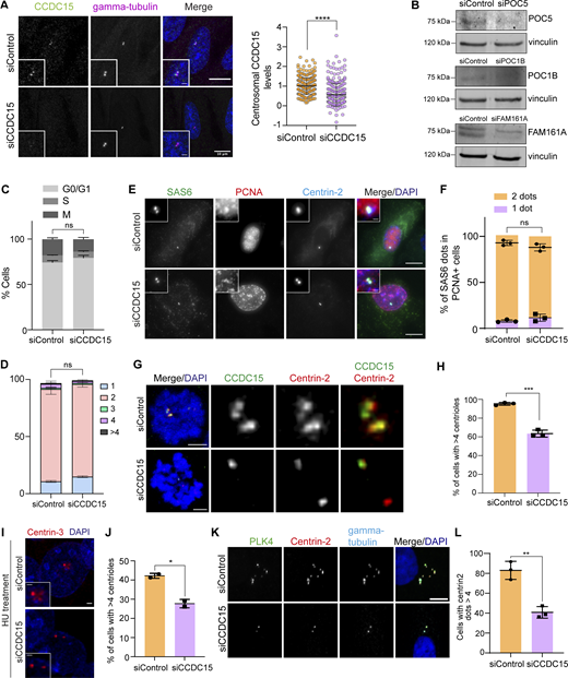 CCDC15 is required for centriole amplification, but not canonical centriole duplication. (A) Immunofluorescence validation of CCDC15 depletion by siRNA treatment in RPE1 cells. RPE1 cells were transfected with control and CCDC15 siRNAs. 96 h after transfection, cells were fixed with methanol and stained for CCDC15 and γ-tubulin. Error bars, SD. n > 100 cells per experiment. Data represent mean value from three experiments per condition. siControl: 1 ± 0.43, siCCDC15: 0.56 ± 0.55, P < 0.0001, two-sided t test. Scale bar, 10 μm, insets, 2 μm. Statistical analysis was done by normalizing the values to the mean of siControl. Absolute intensity for CCDC15 was not plotted. Instead, intensities were normalized to the average CCDC15 intensity of the control sample. (B) Validation of siRNA-mediated depletion of POC5, POC1B, and FAM161A in RPE1 cells. Cells were transfected with control or POC5, POC1B, and FAM161A siRNAs and extracts from these cells were immunoblotted for the indicated proteins and vinculin as loading control. (C) Cell cycle profile of control and CCD15-depleted RPE1 cells. RPE1 cells were transfected with control and CCDC15 siRNAs. 96 h after transfection, cells were fixed with ethanol and stained with Muse Cell Cycle kit. Error bars, SD. Data represent mean value from two independent experiments per condition. For G0/G1 phase, siControl = 74.20% ± 2.12, siCCDC15 = 79.20% ± 2.83, P = 0.1835%; for S phase, siControl = 6.95% ± 0.78, siCCDC15 = 7.8% ± 0.42, P = 0.3077; for G2/M phase, siControl = 17.80% ± 1.70, siCCDC15 = 13.60% ± 2.12, P = 0.1603, one-way ANOVA. (D) Quantification of centriole number in control or CCDC15 siRNA–transfected asynchronous RPE1 cells. Error bars, SD. n > 100 cells per experiment. Data represent mean value from two independent experiments per condition. Centriole number >4 siControl = 0.71% ± 0.3, siCCDC15 = 0.62% ± 0.5, P = 0.7397, two-sided t test. (E) Representative immunofluorescence images of control and CCDC15-depleted cells stained for SAS6, PCNA, and Centrin-2. DNA was visualized with DAPI. Scale bar, 10 μm, insets, 2 μm. (F) Quantification of SAS6 dots in PCNA-positive cells in D. Error bars, SD. n > 50 cells per experiment. Data represent mean value from three experiments per condition. SAS6 2 dots: siControl = 93% ± 3, siCCDC15 = 88% ± 4, P = 0.1565; SAS6 1 dot: siControl = 8% ± 1, siCCDC15 = 12% ± 4, P = 0.2172, two-sided t test. (G) Representative images of centrioles in control and CCDC15-depleted RPE1 cells synchronized by STLC treatment. Cells were transfected with control and CCDC15 siRNA and treated with 50 µM STLC for 18 h before fixation. Cells were then stained for CCDC15 and Centrin-2. The DNA was visualized with DAPI. Scale bar, 10 μm. (H) Quantification of cells with more than four centrioles based on F. Error bars, SD. n > 100 cells per experiment. Data represent mean value from three experiments per condition. siControl = 95% ± 1, siCCDC15 = 63% ± 4, P = 0.0002, two-sided t test. (I) CCDC15 depletion compromises S phase arrest overduplication of centrioles. U2OS cells were transfected with control siRNA or CCDC15 siRNA and arrested in S phase by hydroxyurea treatment for 48 h. Cells were then stained with CCDC15 and Centrin-3. DNA was visualized with DAPI. Scale bar, 10 μm, insets, 2 μm. (J) Quantification of cells with >4 centrioles based on H. Error bars, SD. n > 100 cells per experiment. Data represent mean value from two experiments per condition. siControl = 42% ± 1, siCCDC15 = 28% ± 2, P = 0.0148, two-sided t test. (K) CCDC15 depletion compromises PLK4-induced centriole amplification. RPE-1 cells stably expressing Tet-inducible Plk4 were depleted of CCDC15 by siRNA for 72 h then treated with doxycycline for 18 h to induce Plk4 expression. Cells were fixed and stained for PLK4, Centrin-2, and γ-tubulin. DNA was visualized with DAPI. Scale bar, 10 μm. (L) Quantification of cells with more than four centriole dots based on J. Error bars, SD. n > 100 cells per experiment. Data represent mean value from three experiments per condition. siControl = 83% ± 9, siCCDC15 = 41% ± 6, P = 0.0024, two-sided t test. * P < 0.05, ** P < 0.01, *** P < 0.001, **** P < 0.0001, ns: non-significant. Source data are available for this figure: SourceData FS4.